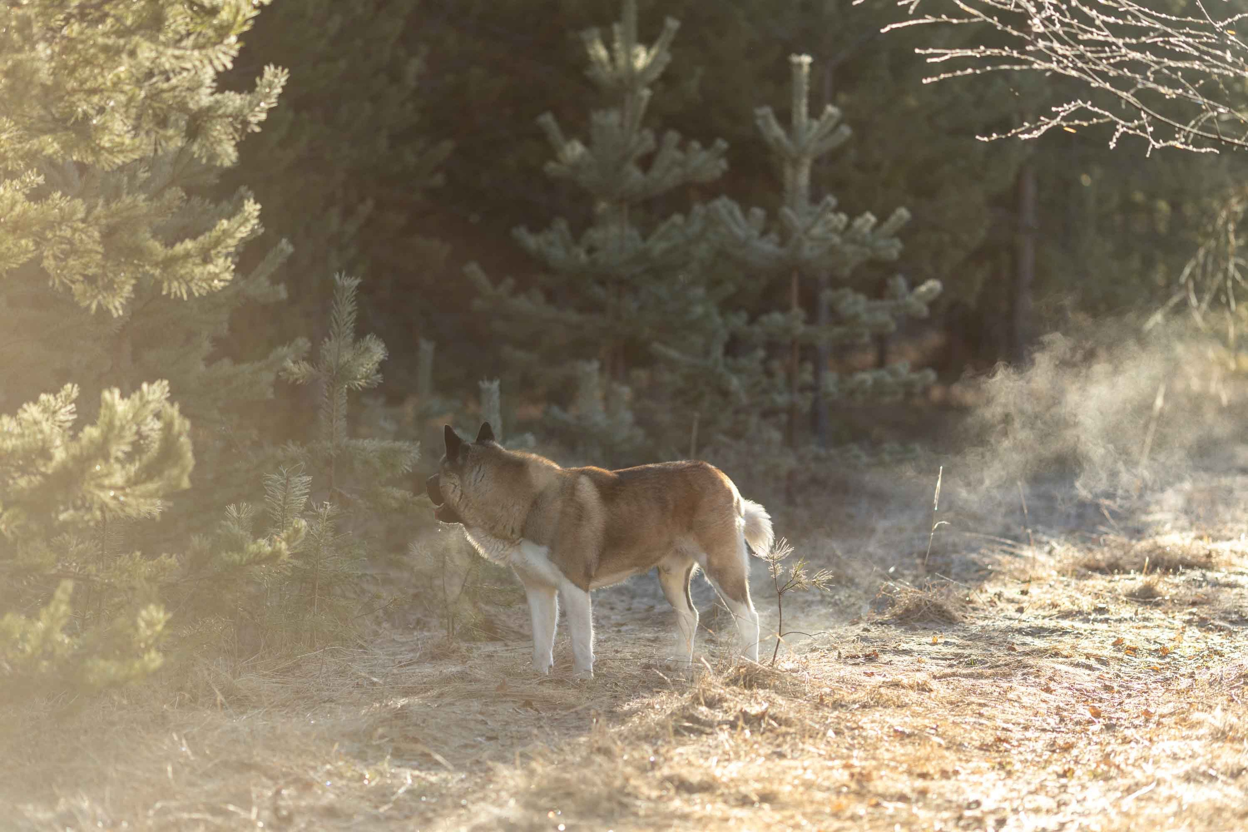 Природные пейзажи. Наталия Клевинскас портретный фотограф в Костроме