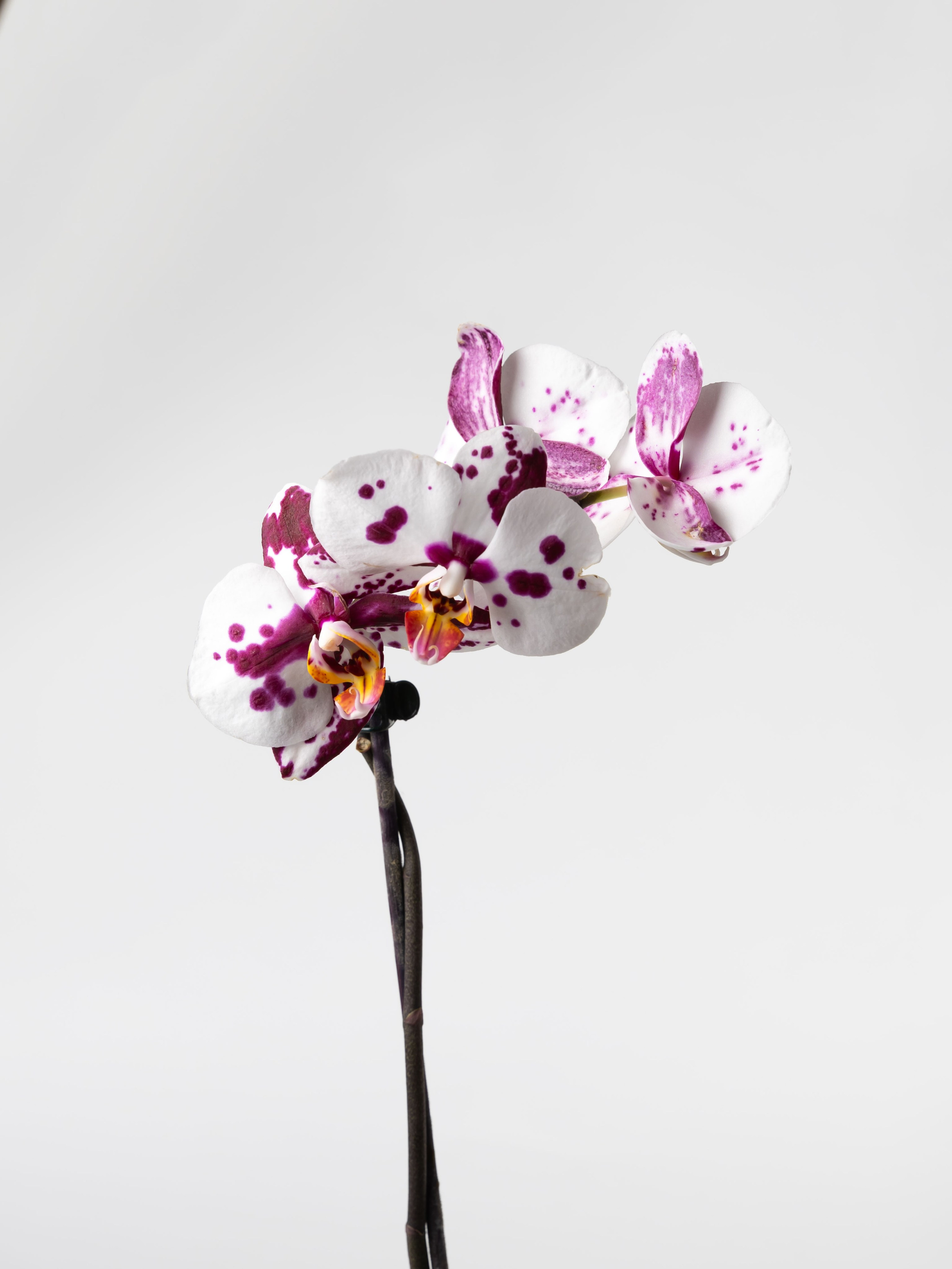 01.08.2025 Фотосессия Цветополис. ФОТОГРАФ ВИНОГРАДОВА ДАРЬЯ