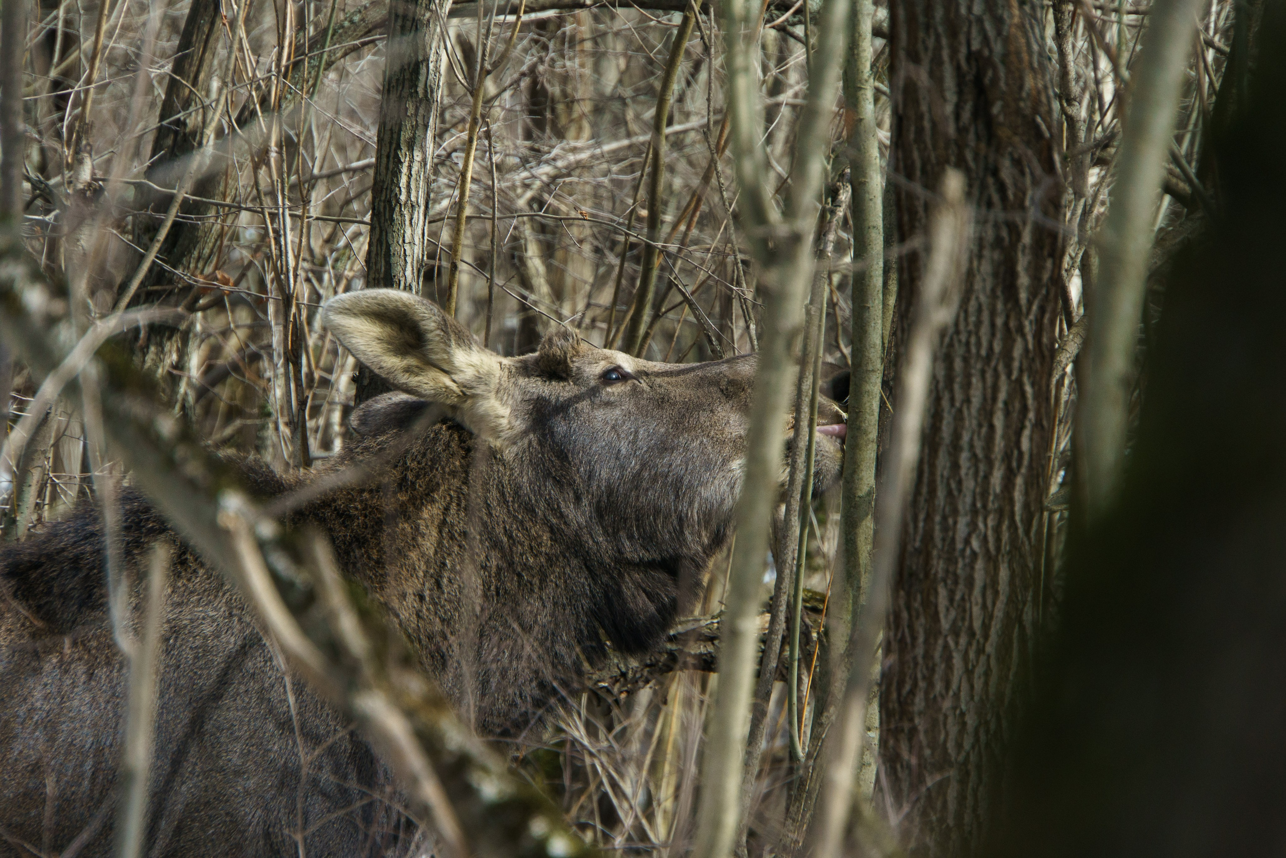 Животные. Ваш личный фотограф Марина Волкова