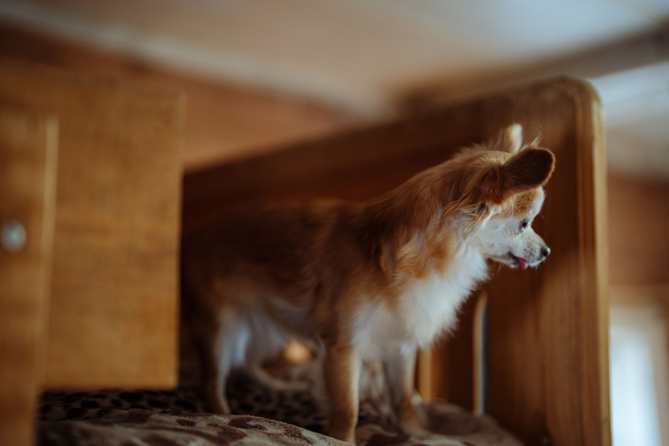 Сюжет № 3│Медвежий Угол Шариковых