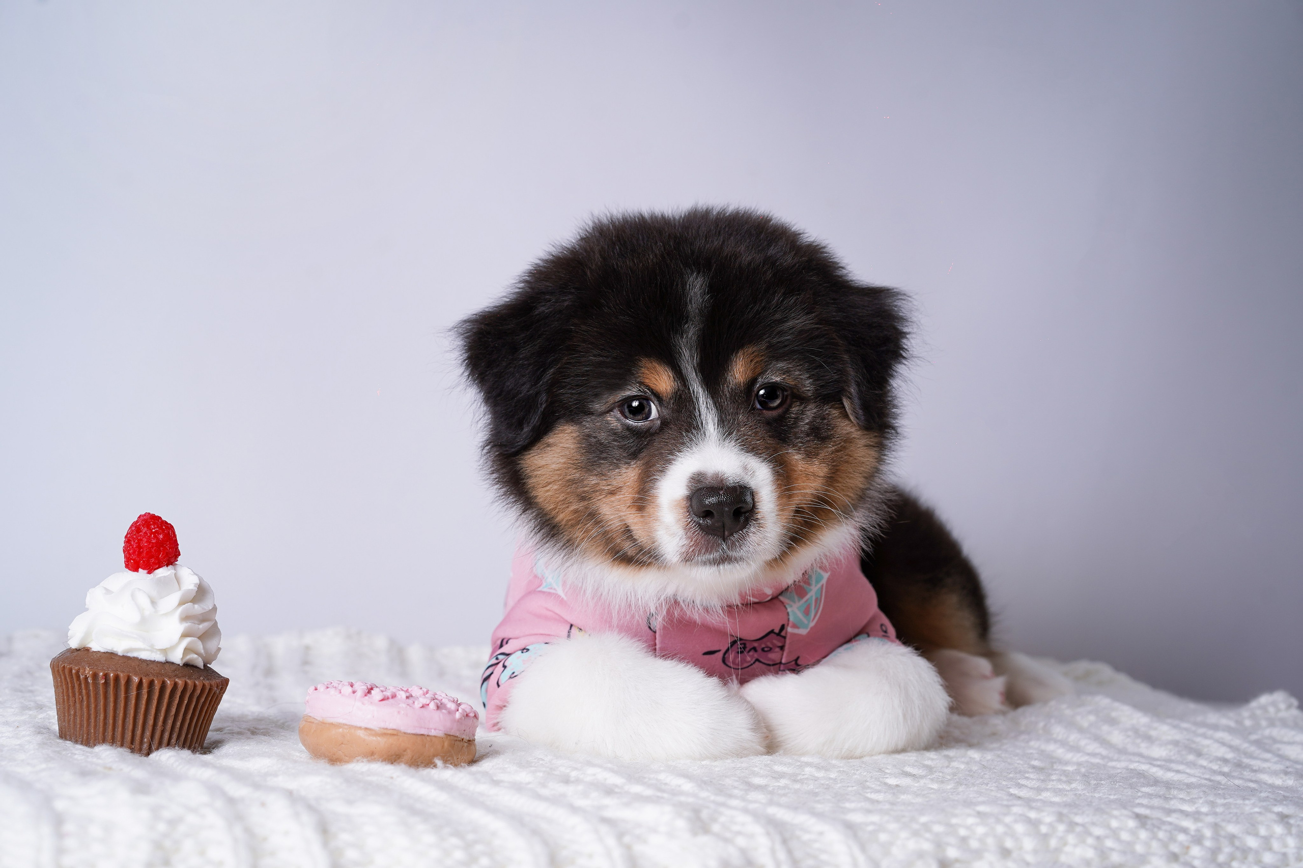 Щенки аусси. Фотограф-анималист в Санкт-Петербурге Яна Мартынова
