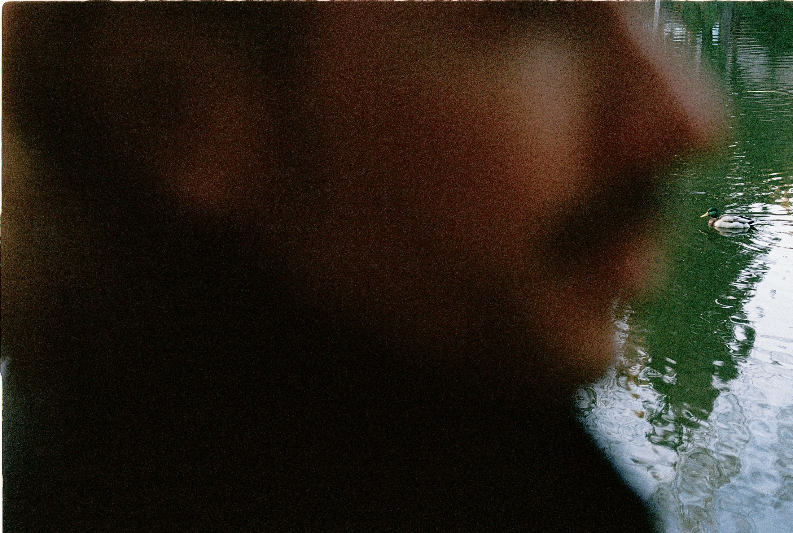 Agraba. Илья Симонов фотограф москва