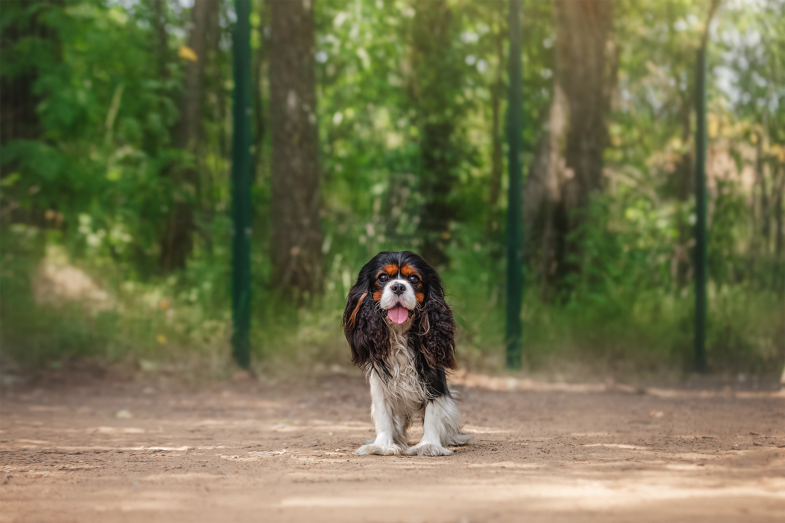 ККЧС Элвис. Фотограф анималист Кузнецова Анна Нижний Новгород