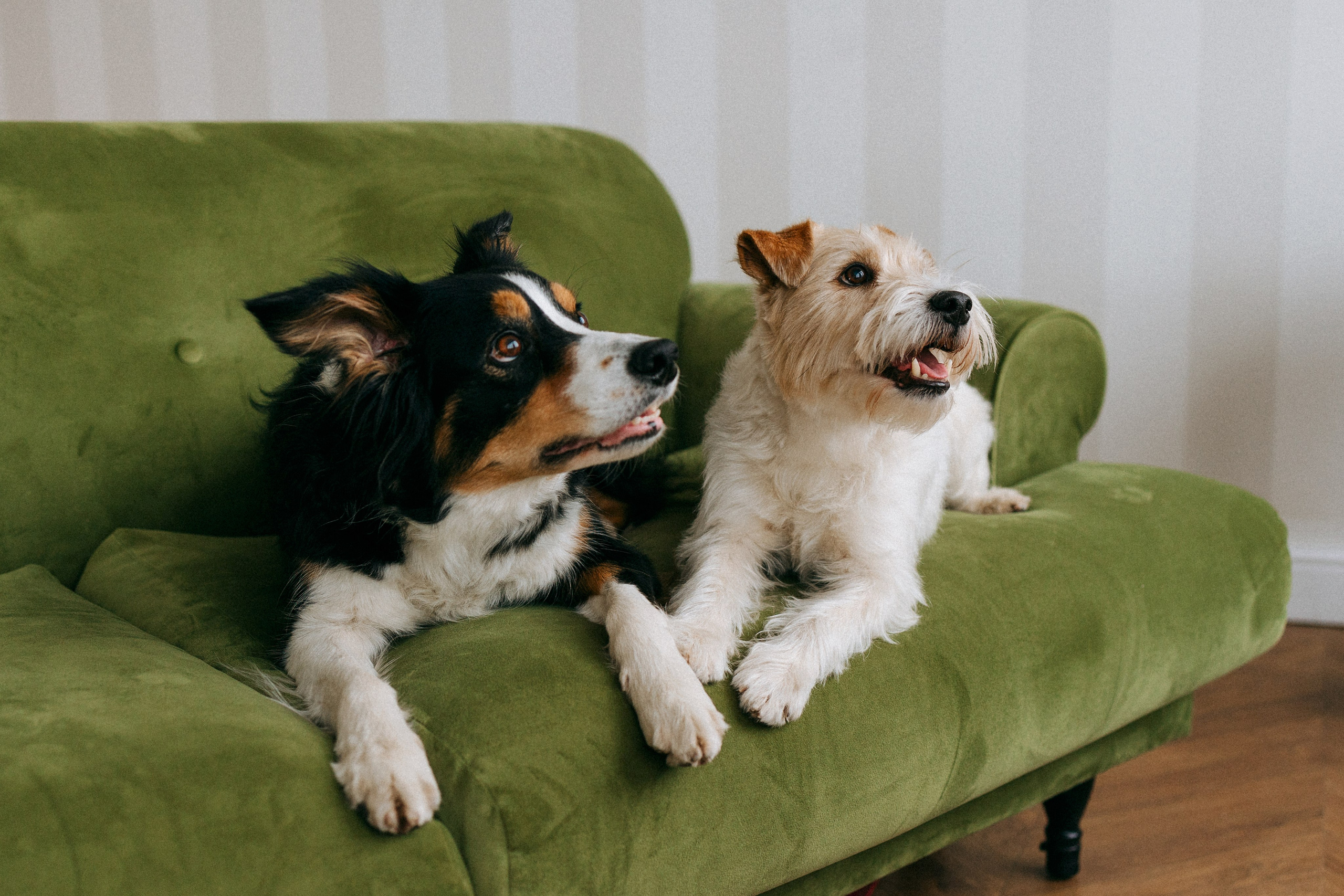 Цунами, Теон и Женя. Фотограф анималист Анастасия Пикей