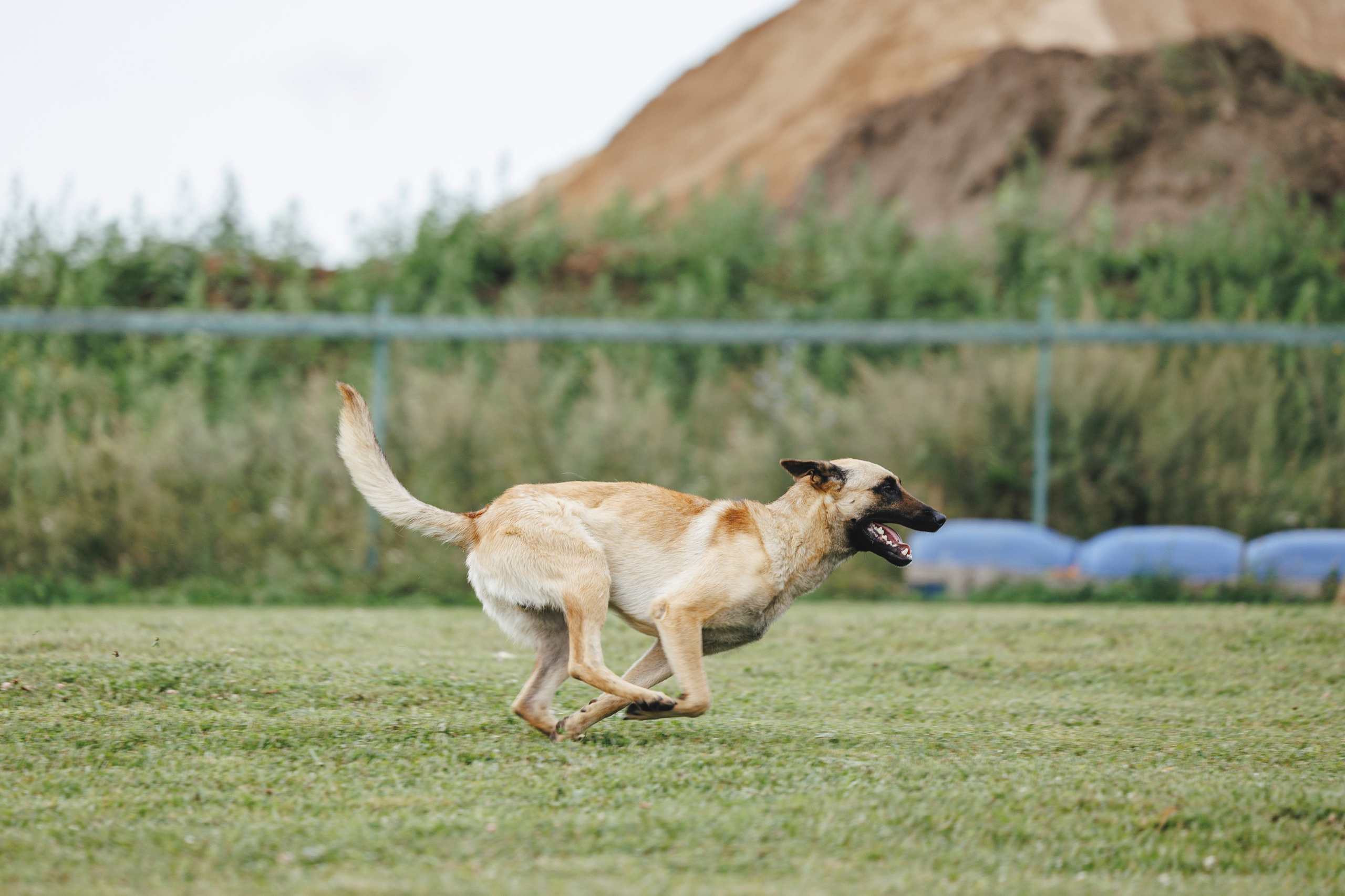 08.08.25-10.08.25 ЧР по мондьорингу г. Вологда. Фотограф-анималист Анна Маринич