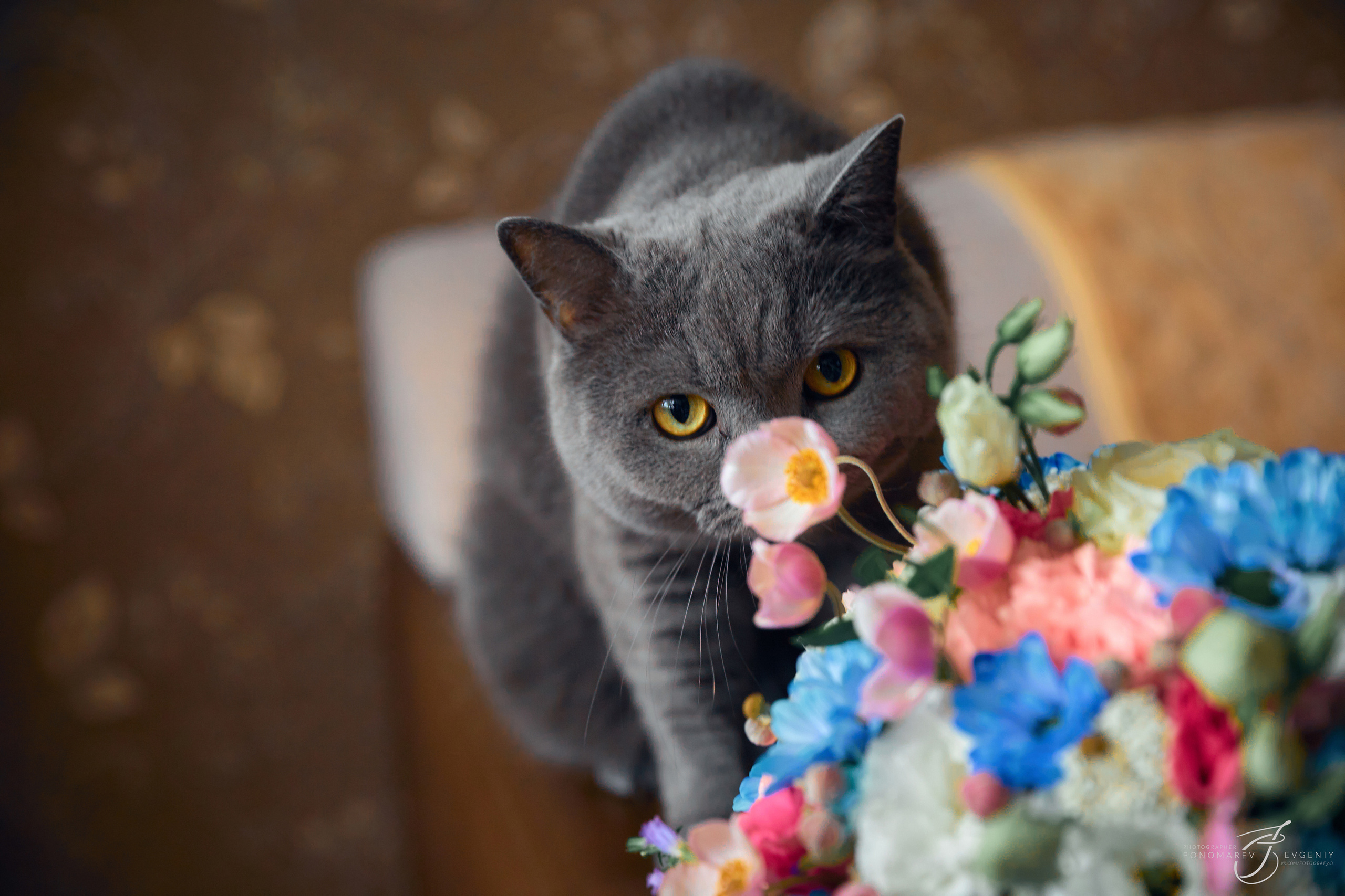 Алексей и Александра. Свадебный фотограф в Тольятти Жигулевске и Самаре Пономарев Евгений