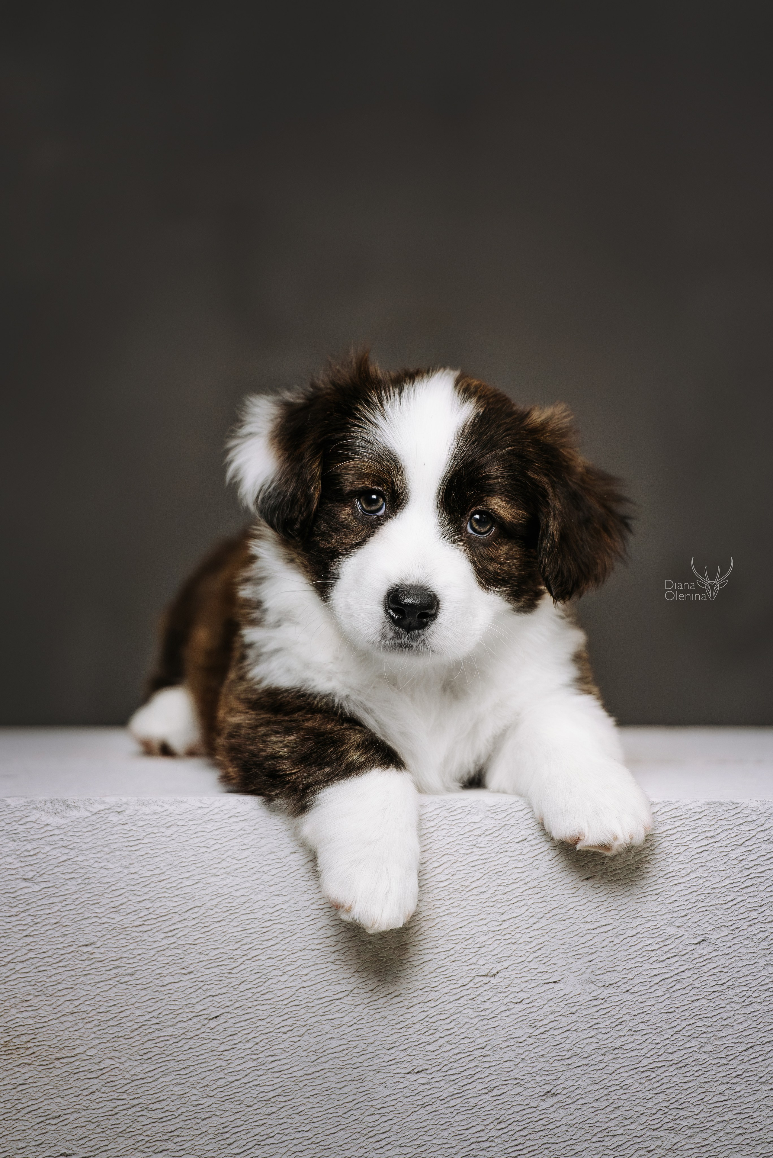 Помет Вельш Корги Кардиган. Фотограф Диана Оленина Красноярск / Братск