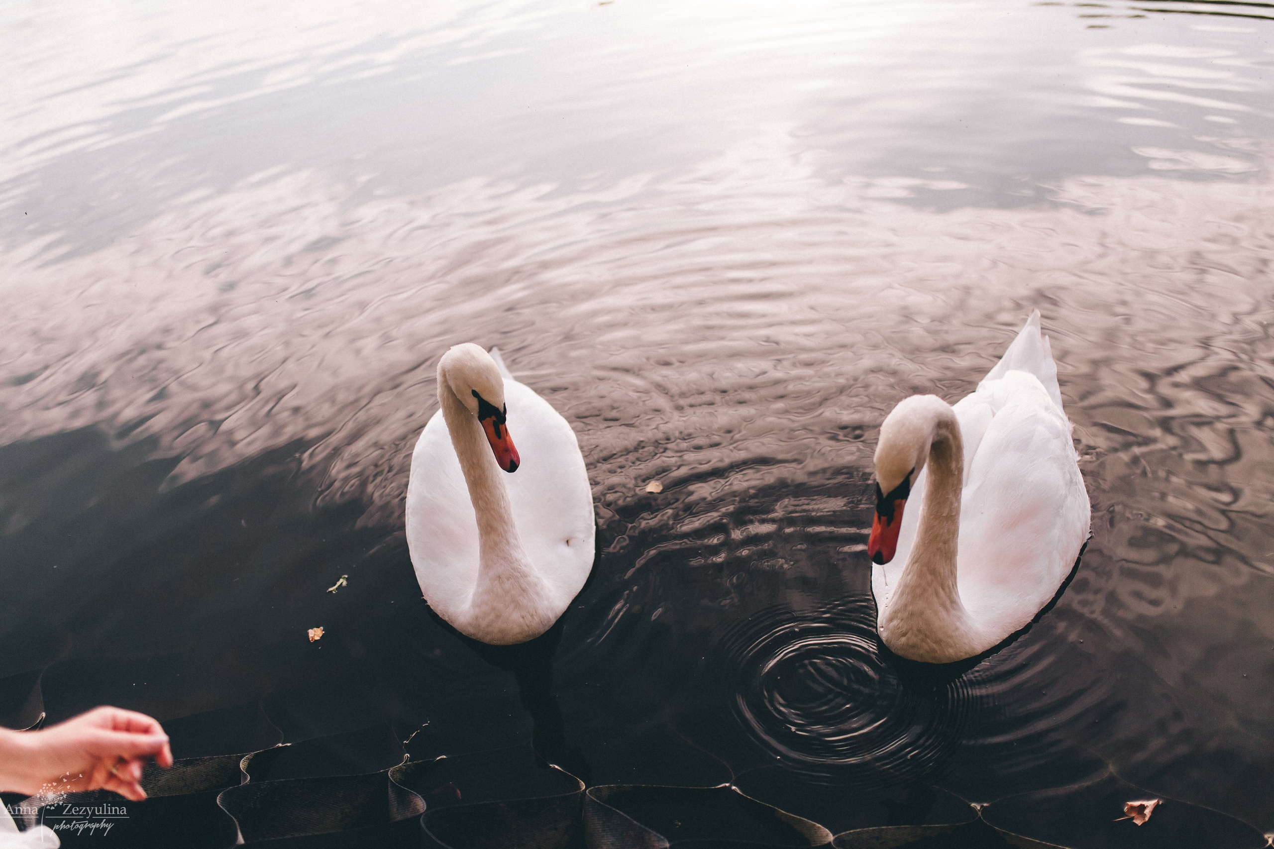 Свадебная съемка. Фотограф Зезюлина Анна