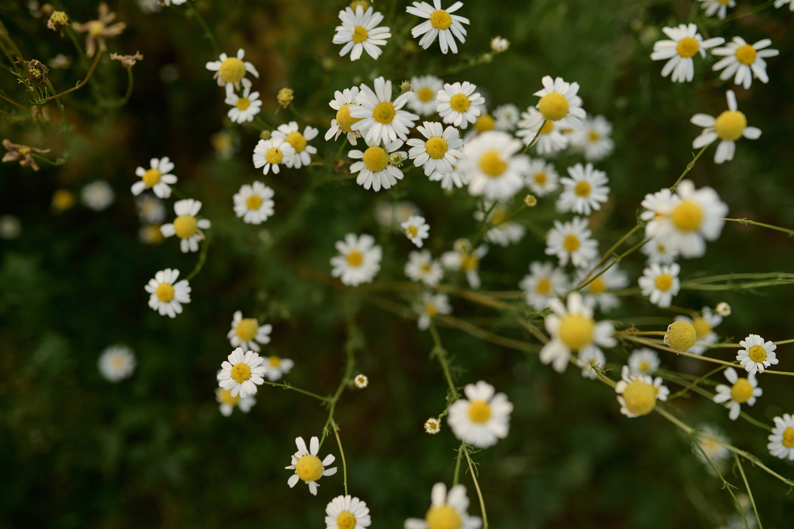 Рома, Оля, Максим и ромашки. Семейный и свадебный lifestyle-фотограф в Москве Мария Петрова