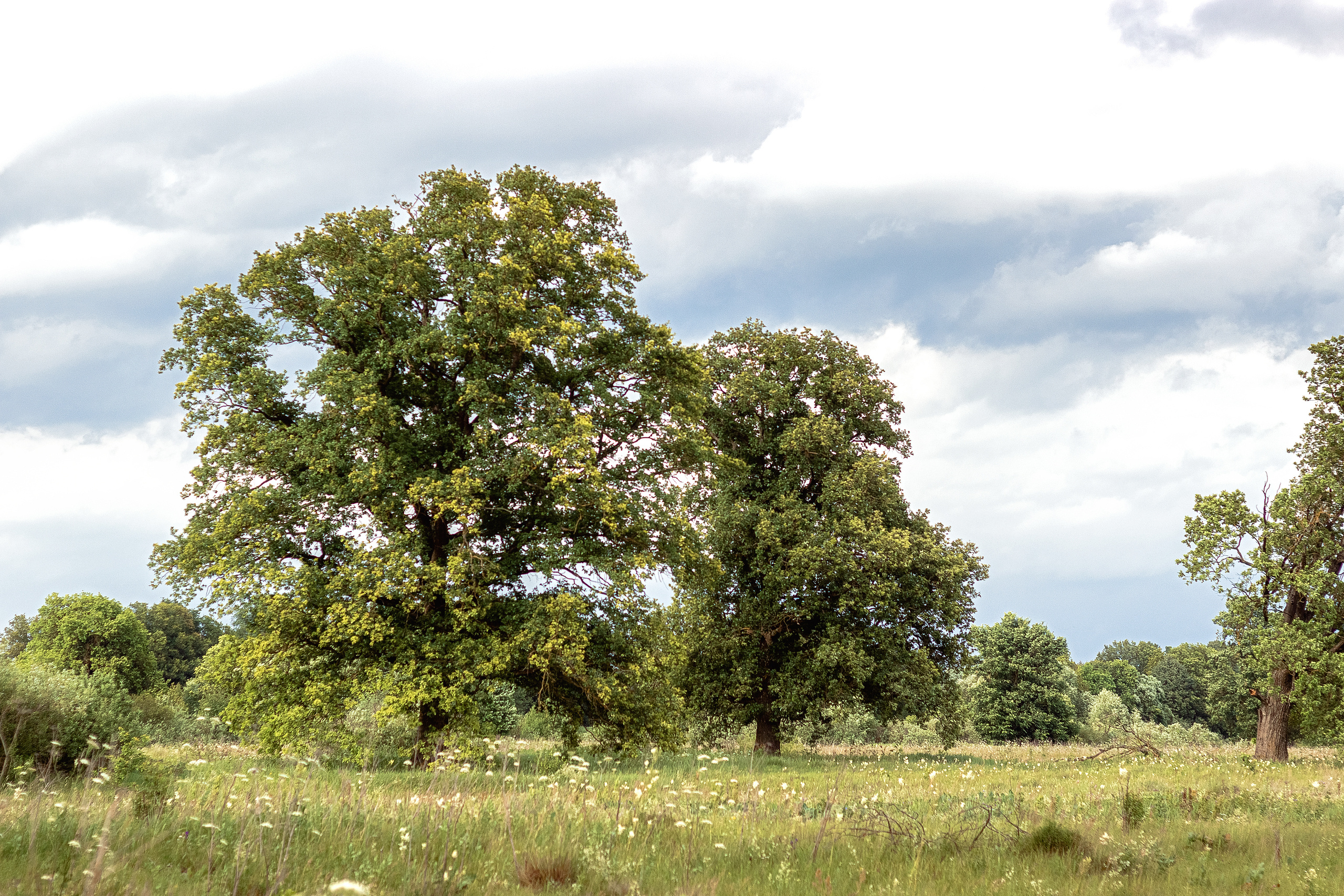 Природа пейзаж. Семейная и свадебный фотограф в Брянске Галина Медведкова