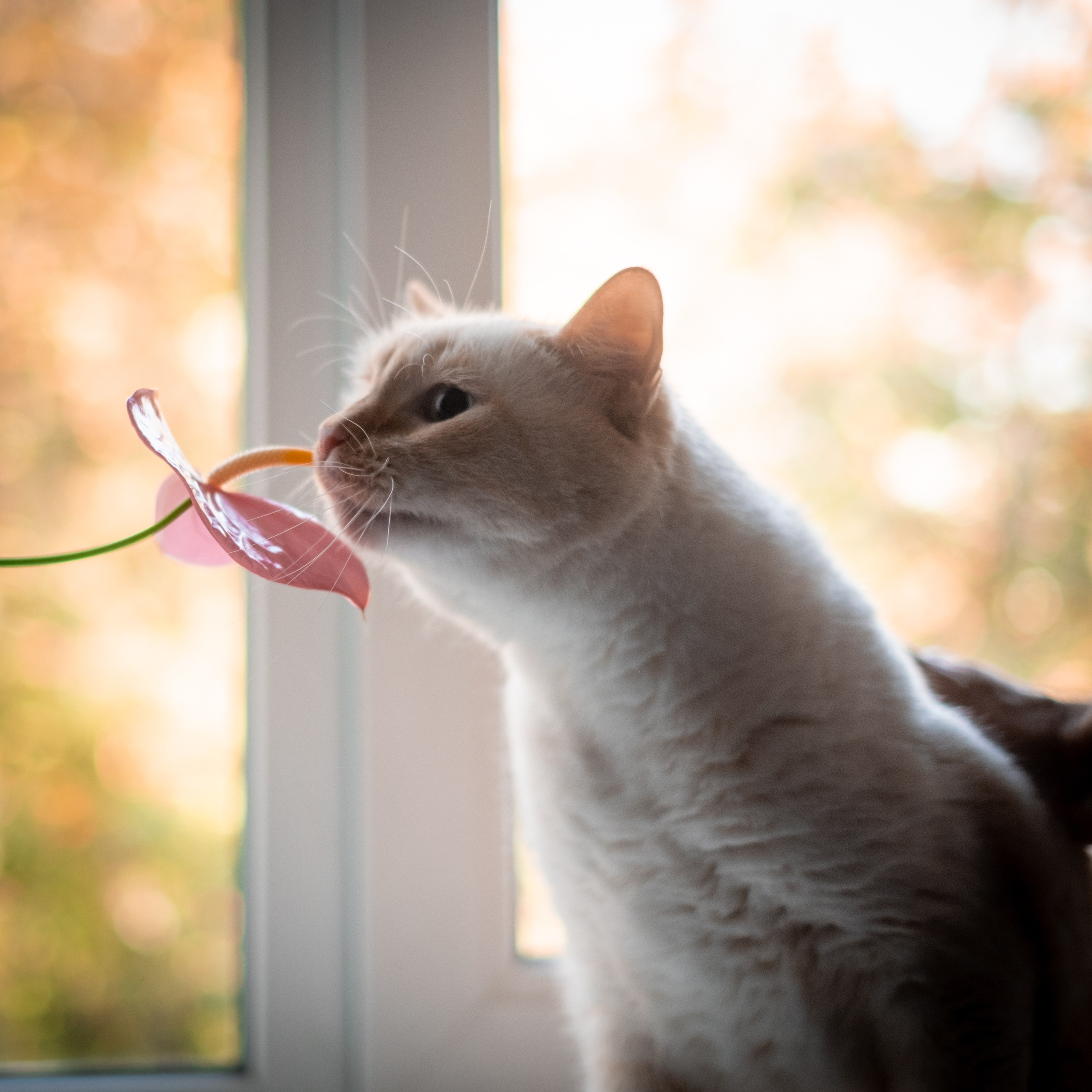 Нюша и Лучик для Антона!. Зоофотограф, фотограф животных в Москве и области Дина Дамоцева