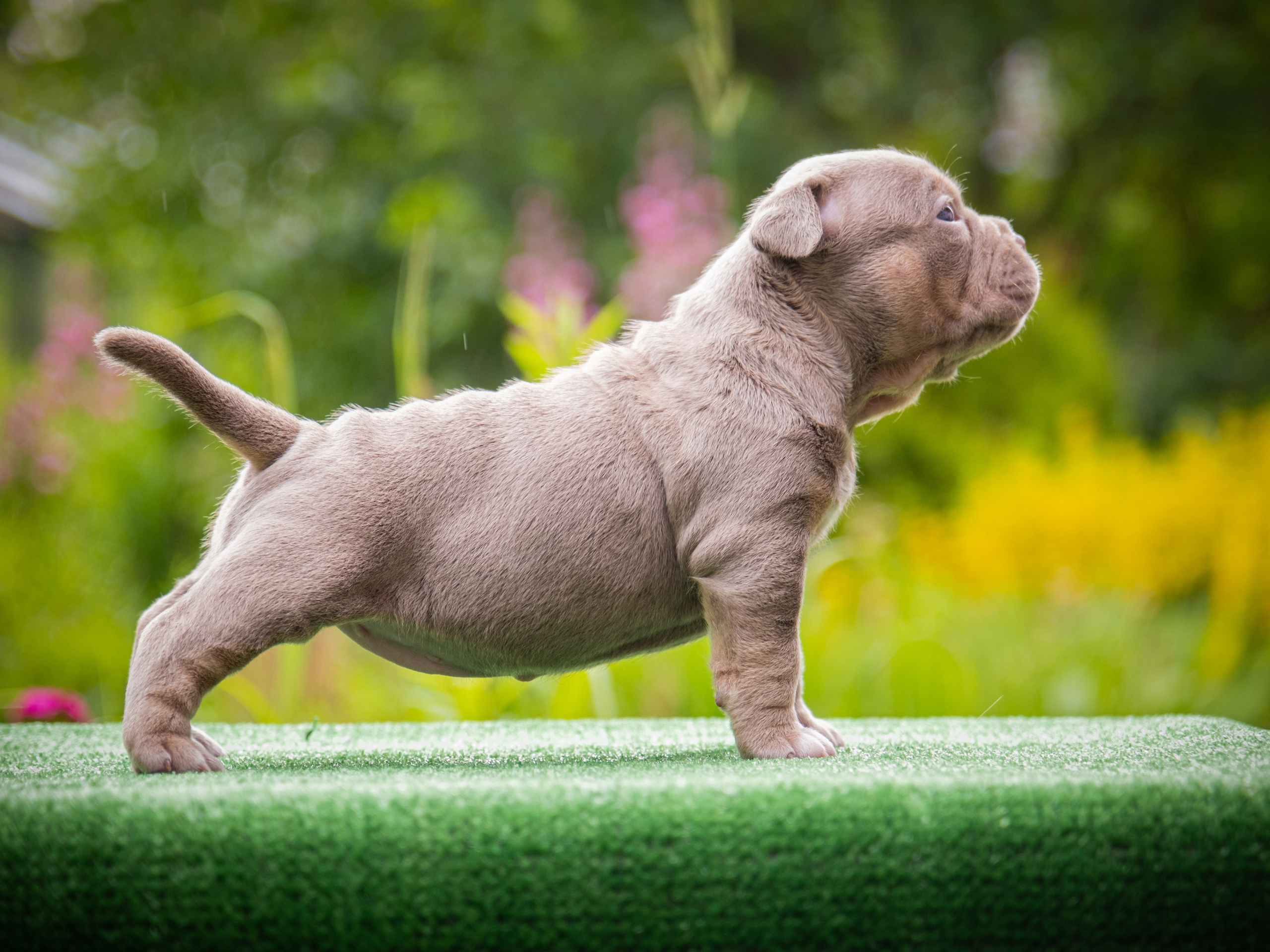 Американские булли для Ирины. Зоофотограф, фотограф животных в Москве и области Дина Дамоцева