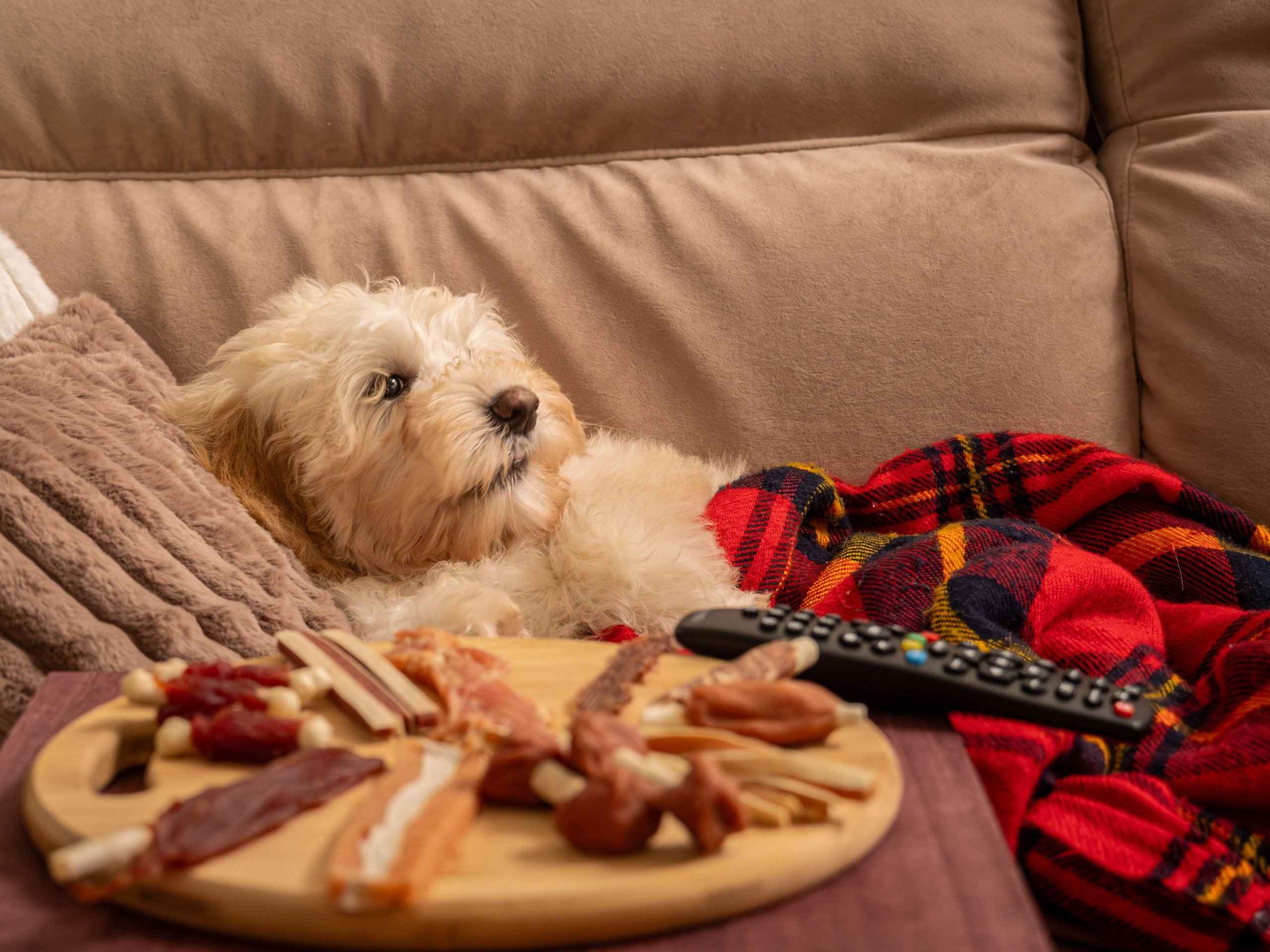 Съёмка для рекламы лакомства для собак (для Марии)!. Зоофотограф, фотограф животных в Москве и области Дина Дамоцева