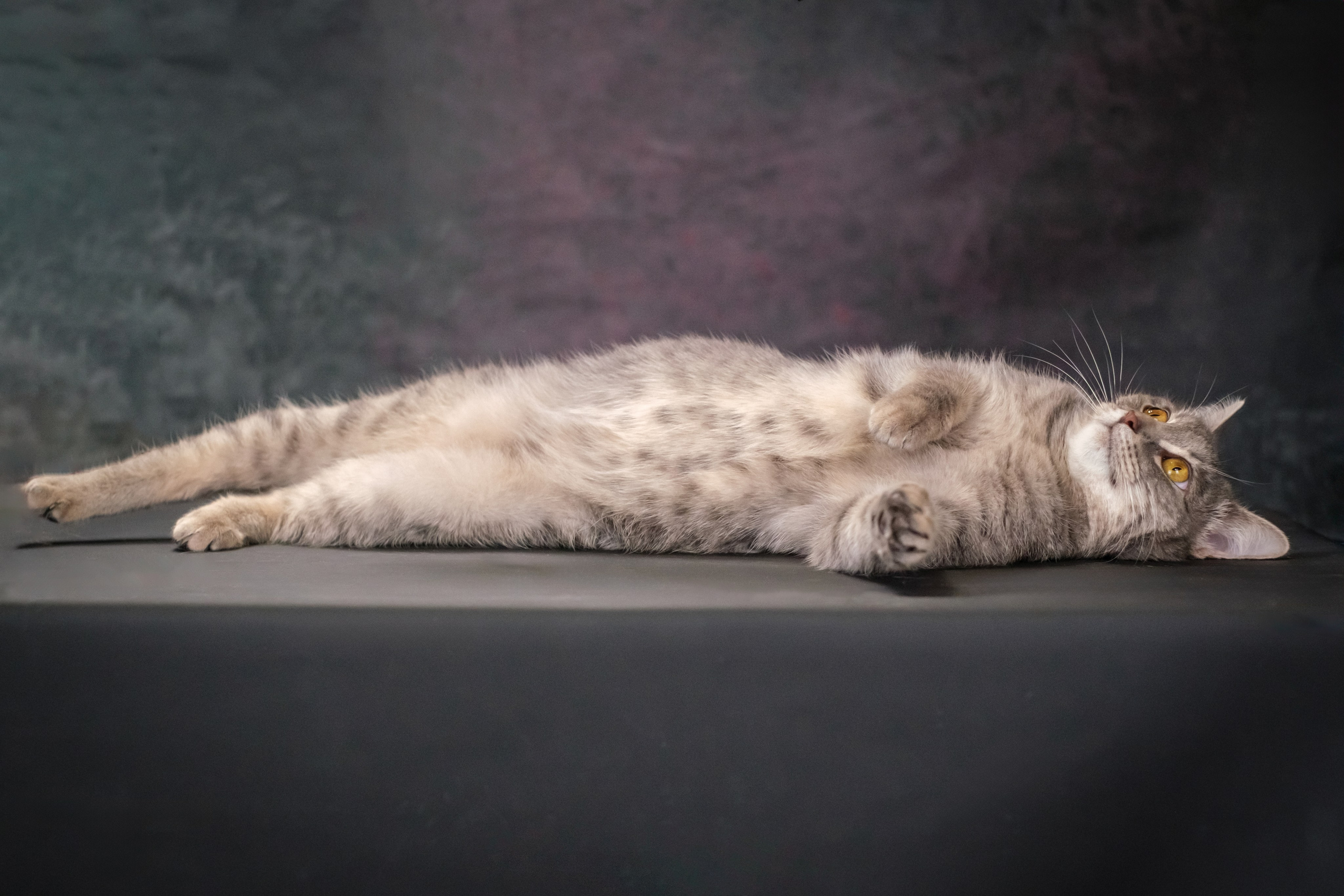 Котики Мурмурии). Зоофотограф, фотограф животных в Москве и области Дина Дамоцева