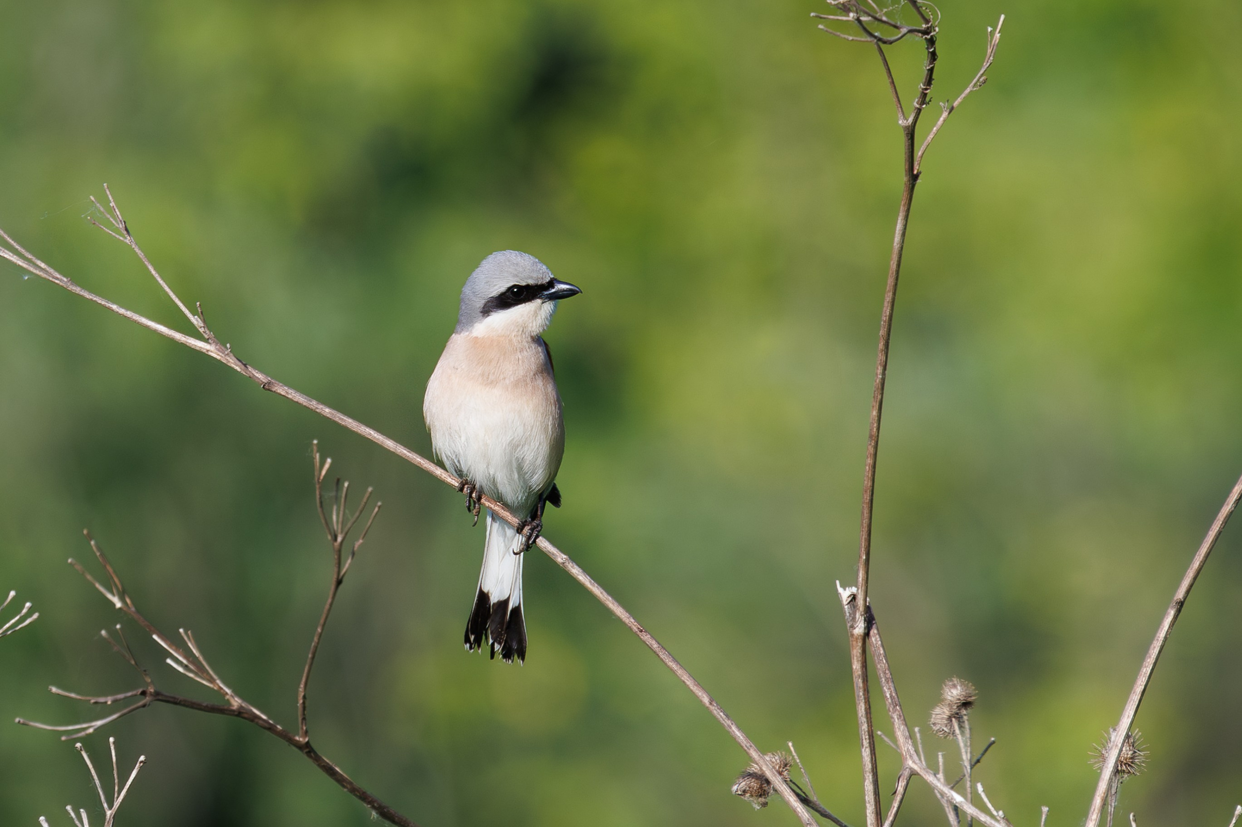 Обыкновенный жулан Снято на Canon EOS R8, RF 600 mm f11.