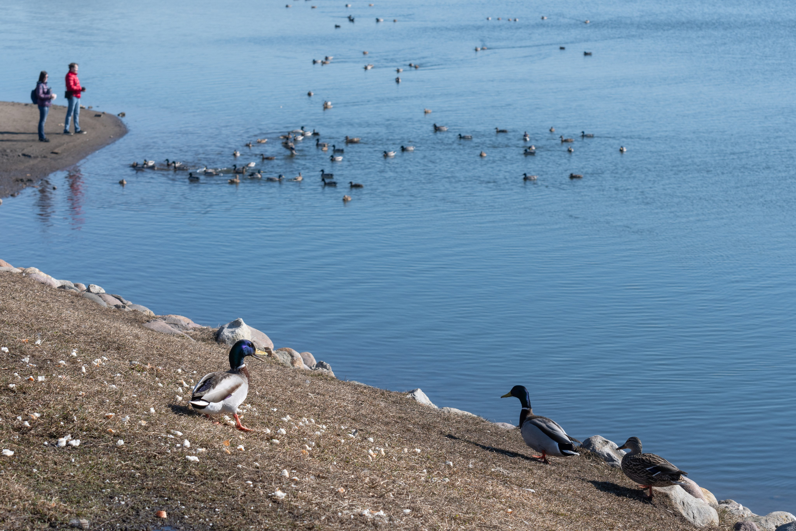 20220320 Коломенское. Дмитрий Ремизов. Фотография, как хобби