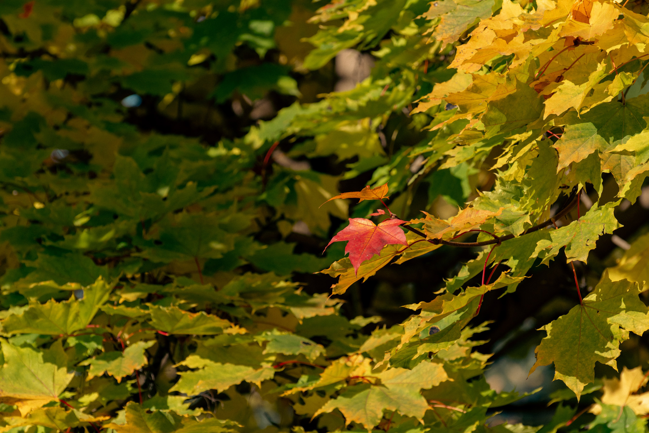 20211003 Поклонка. Дмитрий Ремизов. Фотография, как хобби