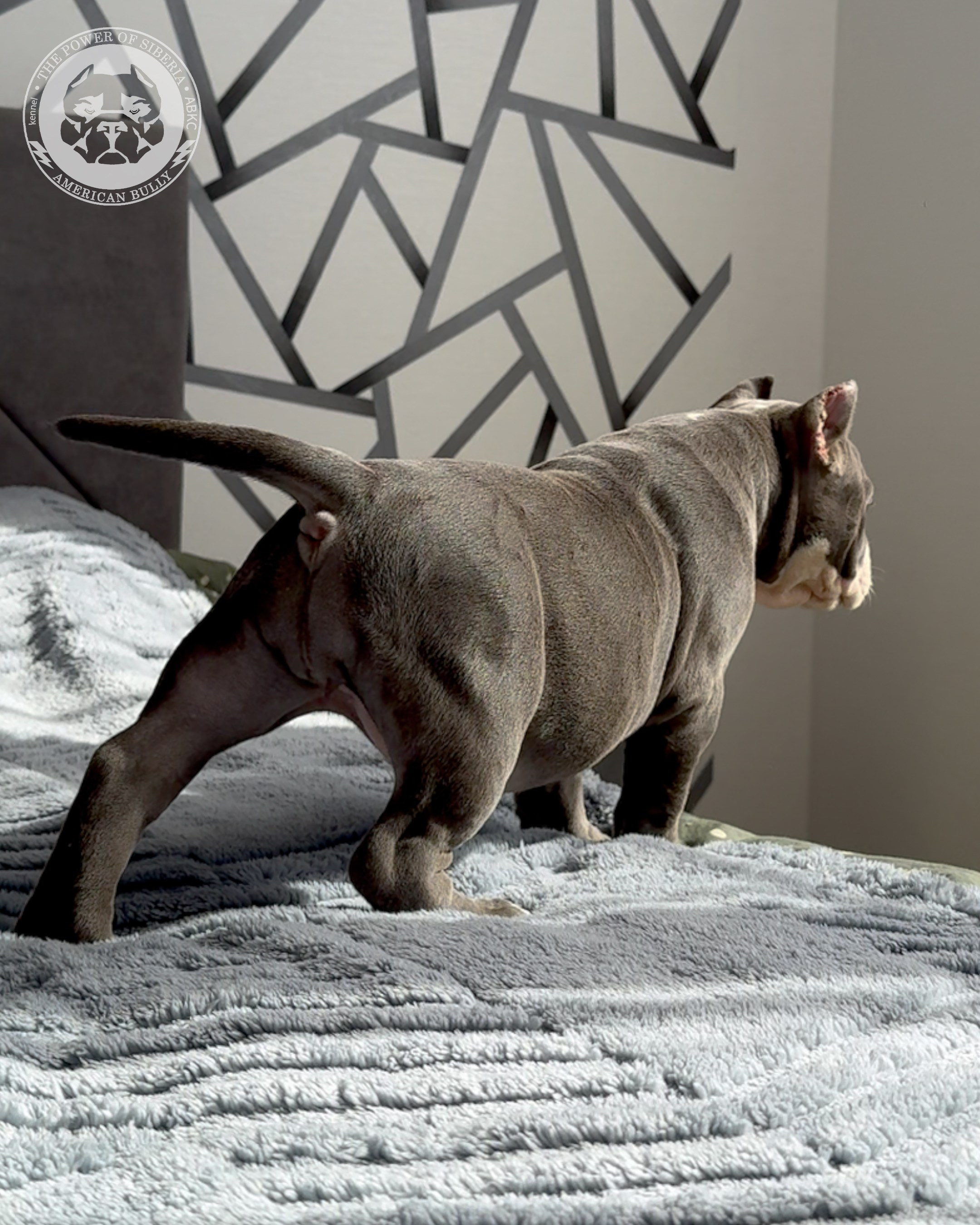 29.12.25-Терри-Локо. Американский Булли в г. Ростов-на-Дону. Питомник THE POWER OF SIBERIA