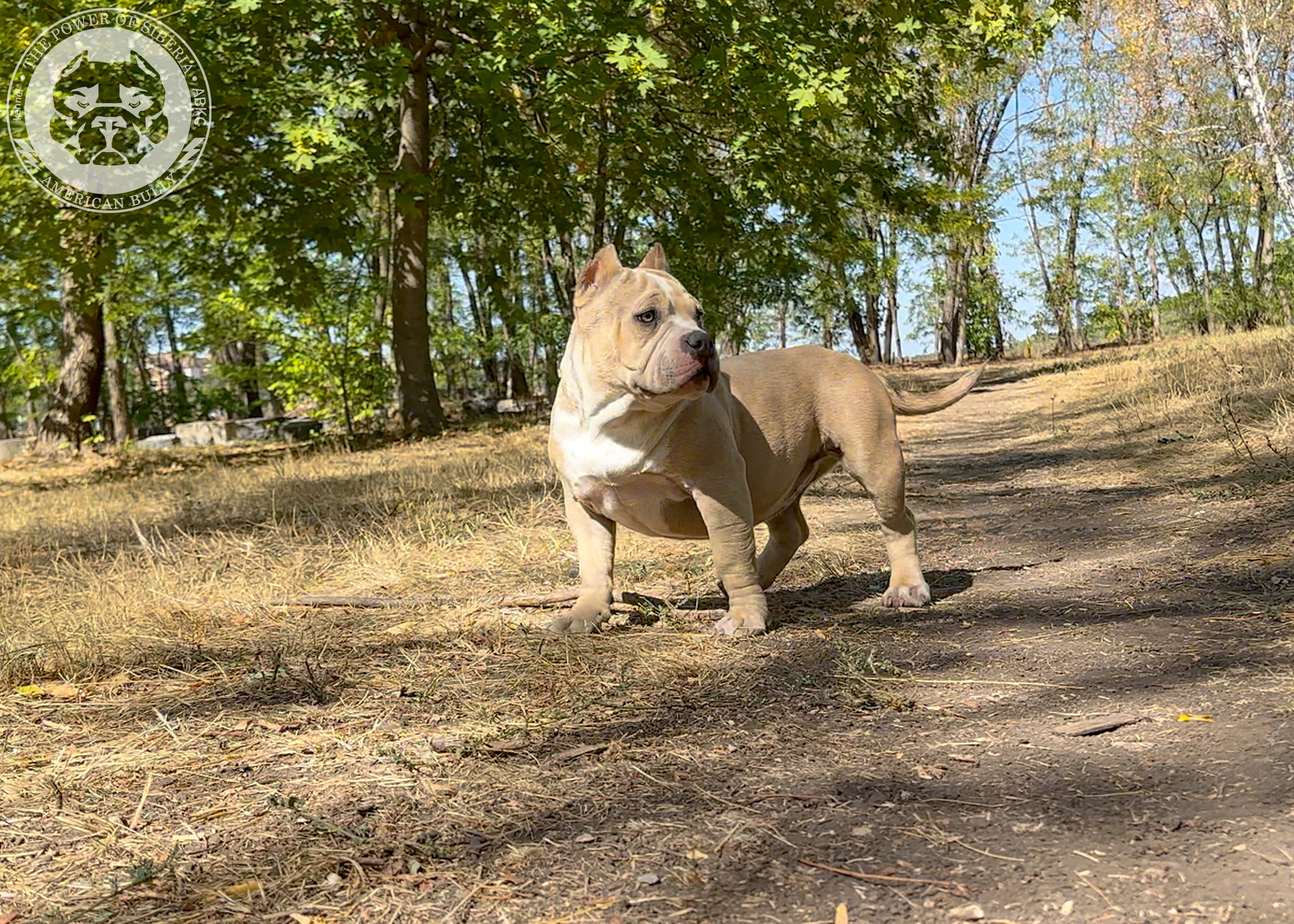 Помет Каспер и Тагира. 21.04.25. Американский Булли в г. Ростов-на-Дону. Питомник THE POWER OF SIBERIA