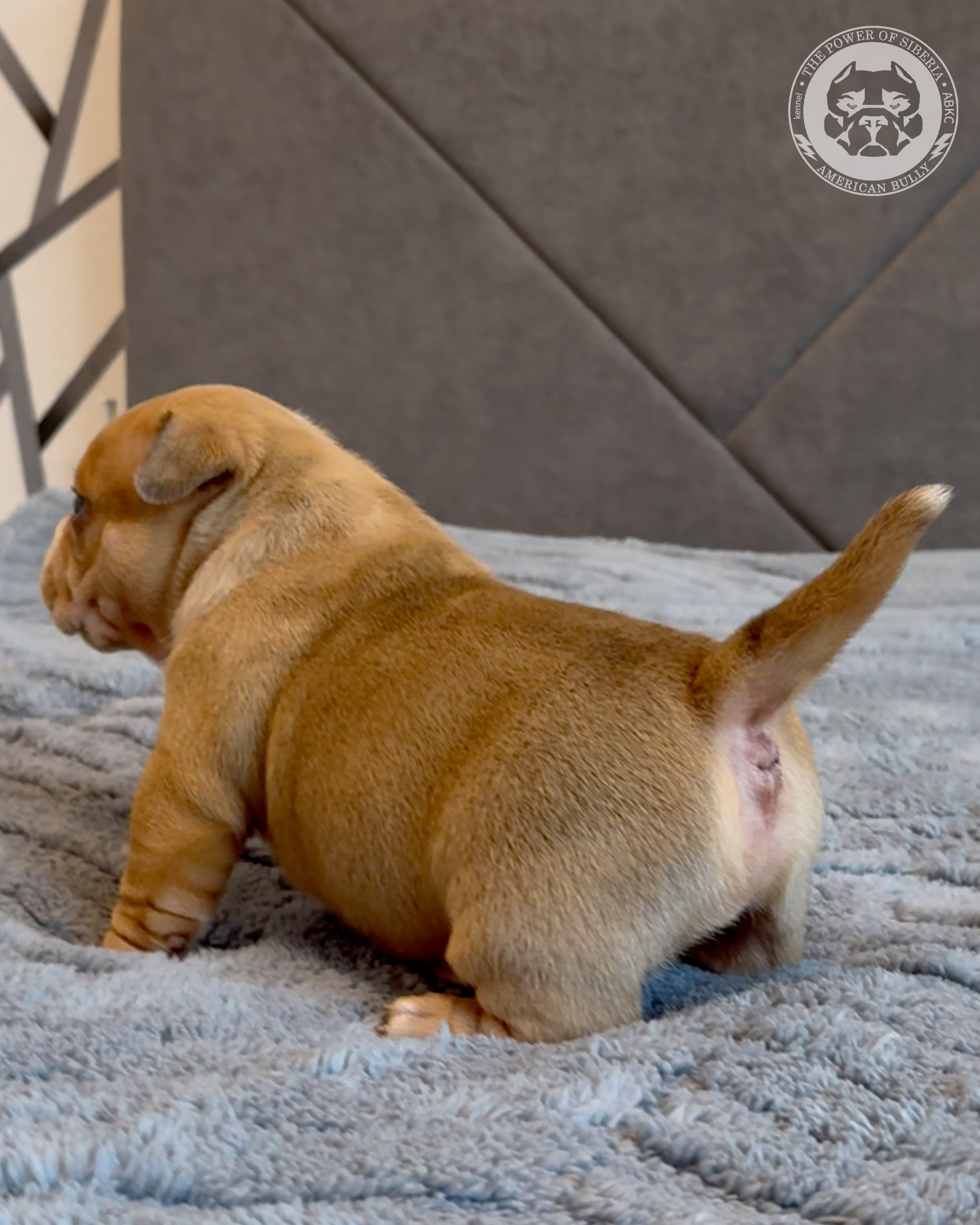 Свободные щенки Американский Булли, в типах покет, классик, стандарт. Американский Булли в г. Ростов-на-Дону. Питомник THE POWER OF SIBERIA