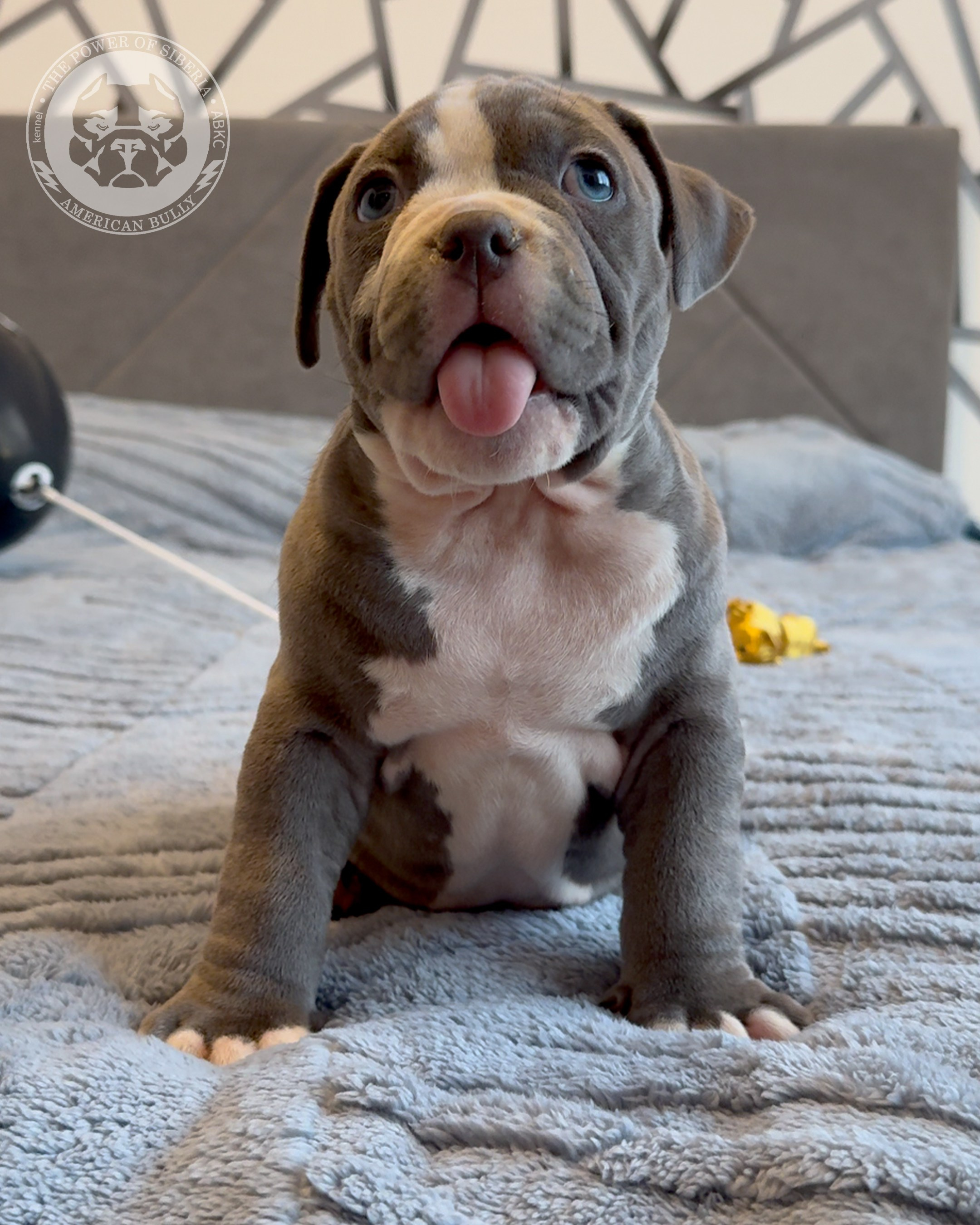 Свободные щенки Американский Булли, в типах покет, классик, стандарт. Американский Булли в г. Ростов-на-Дону. Питомник THE POWER OF SIBERIA