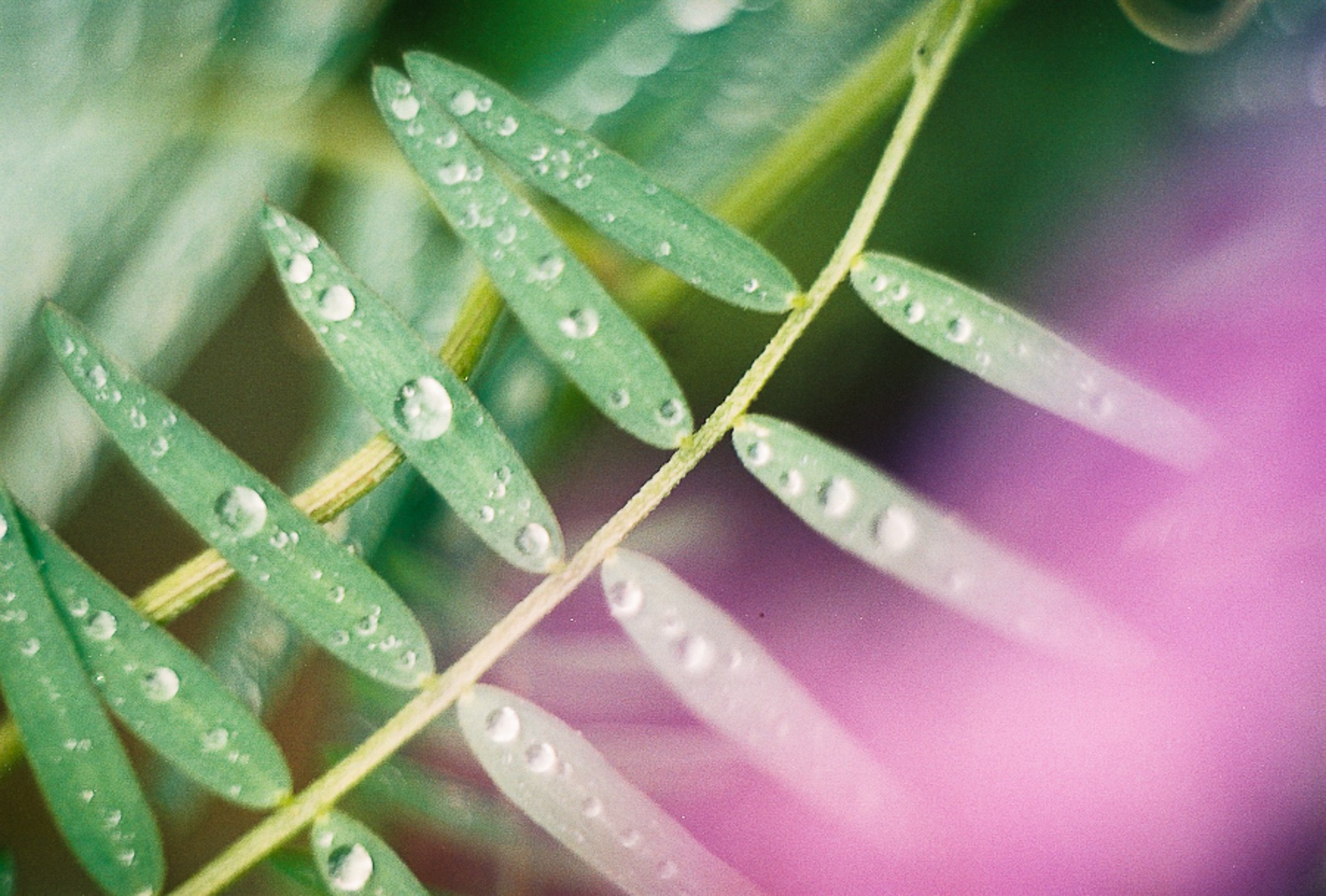 Плёнка. Фотограф Serg-Epic — Сергей Клепиков