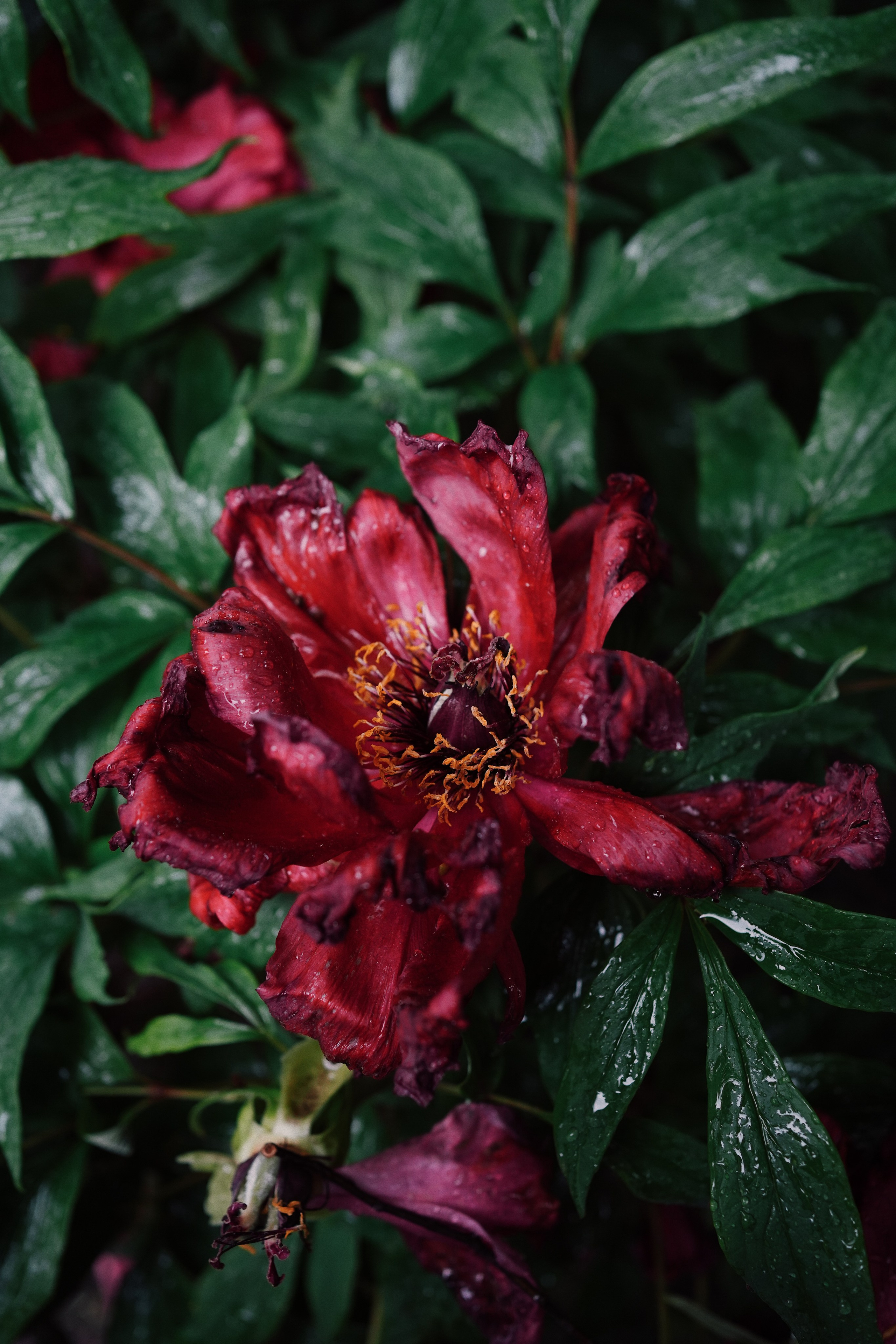 Botanical garden cards. Ксения Копна. Фотограф из Санкт-Петербурга