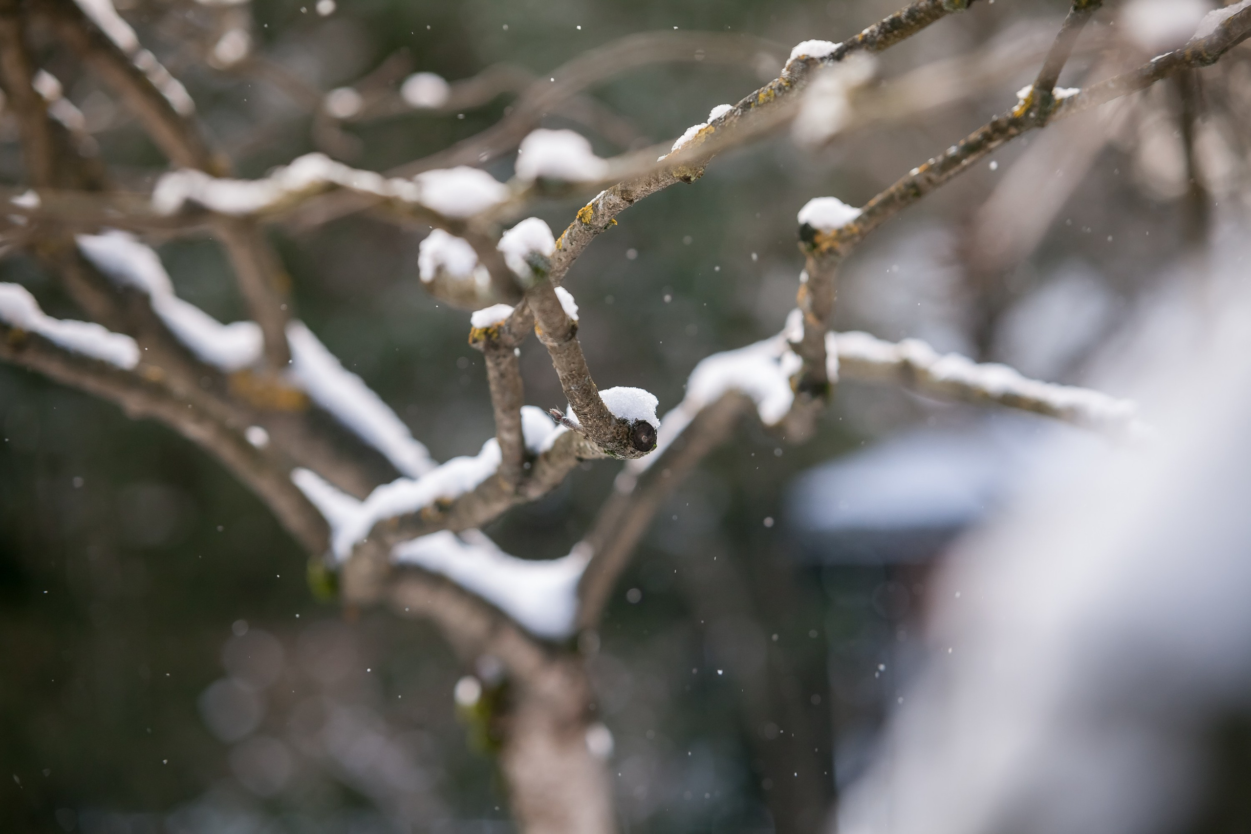 Спящий сад, Елены Асташкиной. Туманов Виталий — фотограф Москва