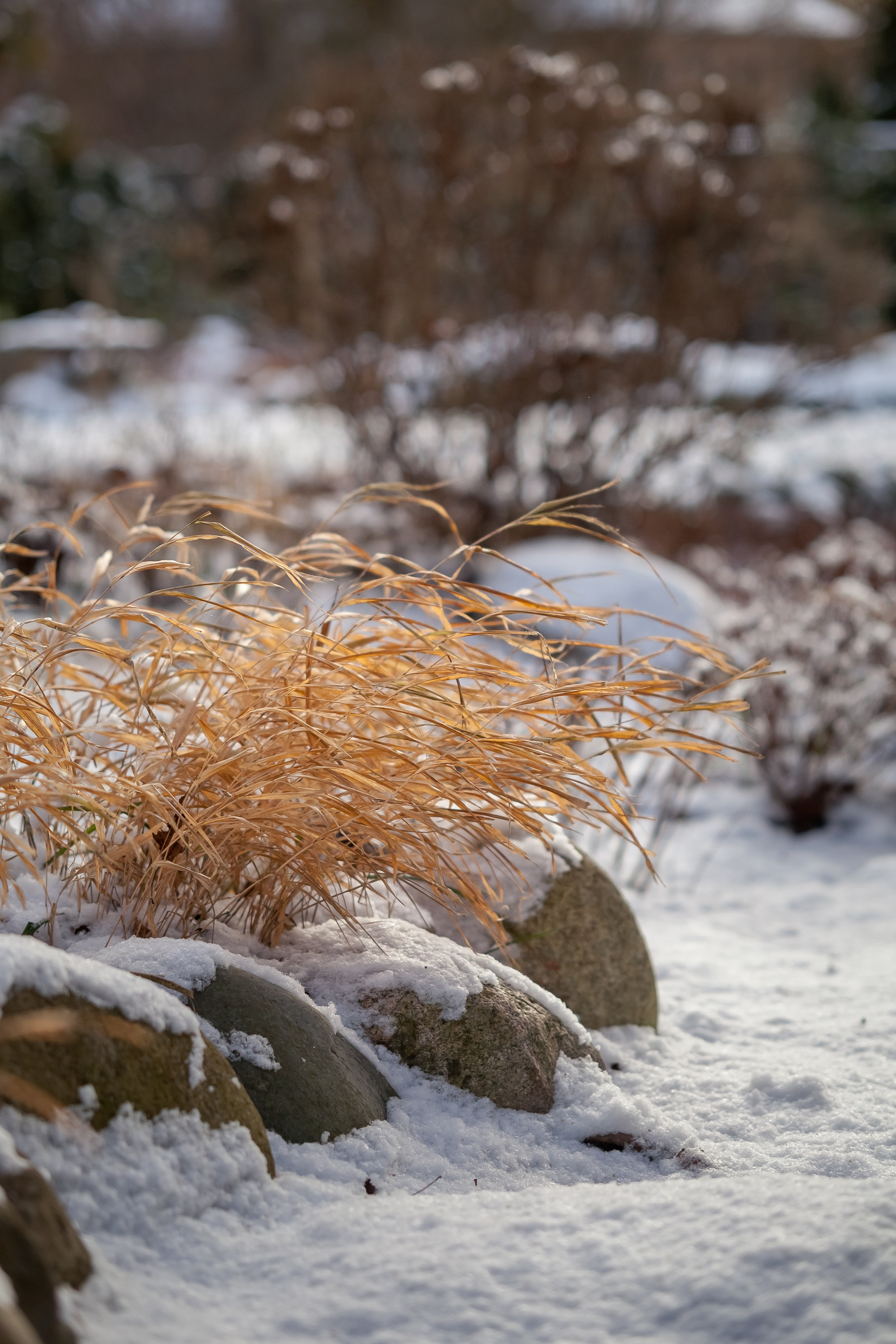 Спящий сад, Елены Асташкиной. Туманов Виталий — фотограф Москва