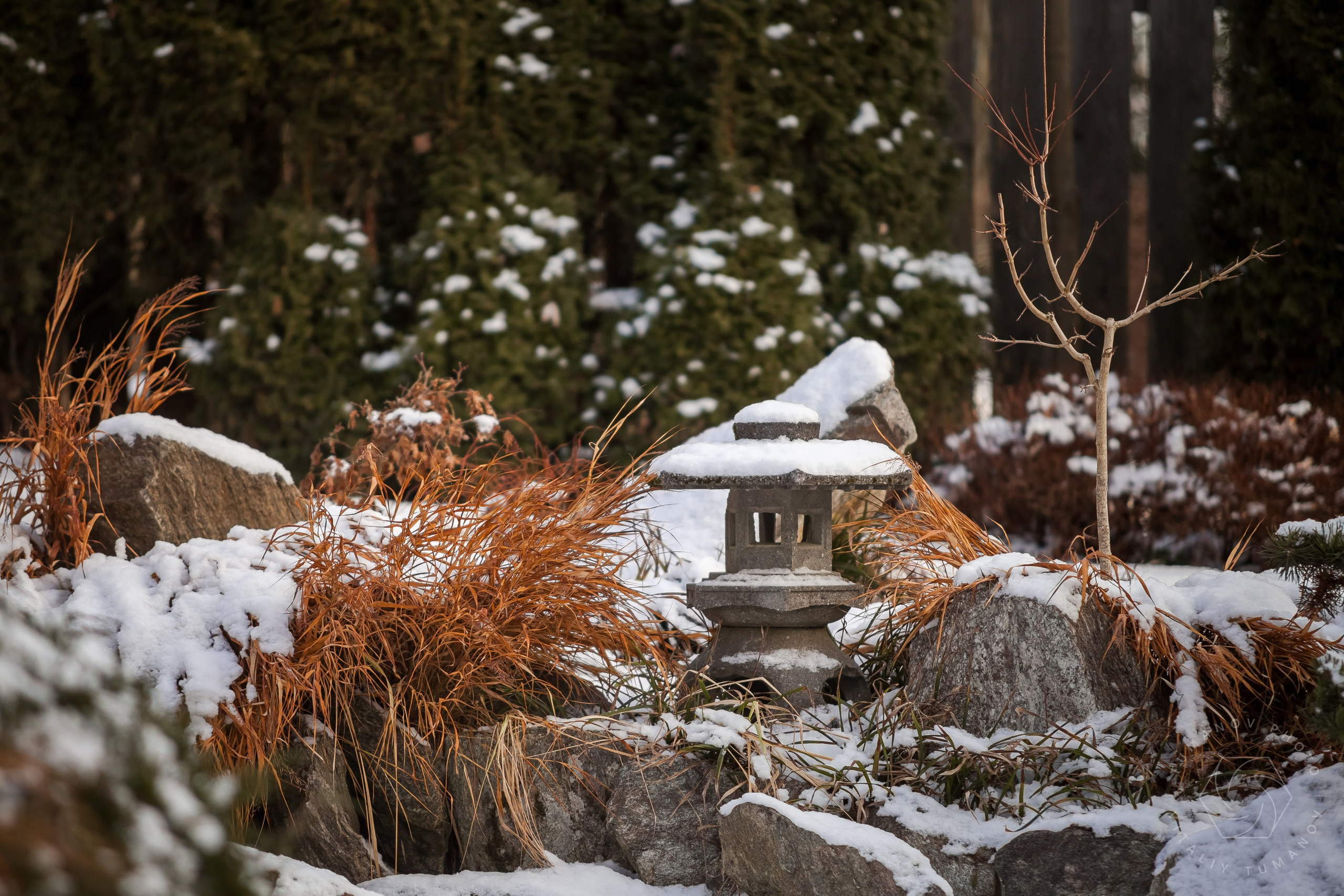 Спящий сад, Елены Асташкиной. Туманов Виталий — фотограф Москва