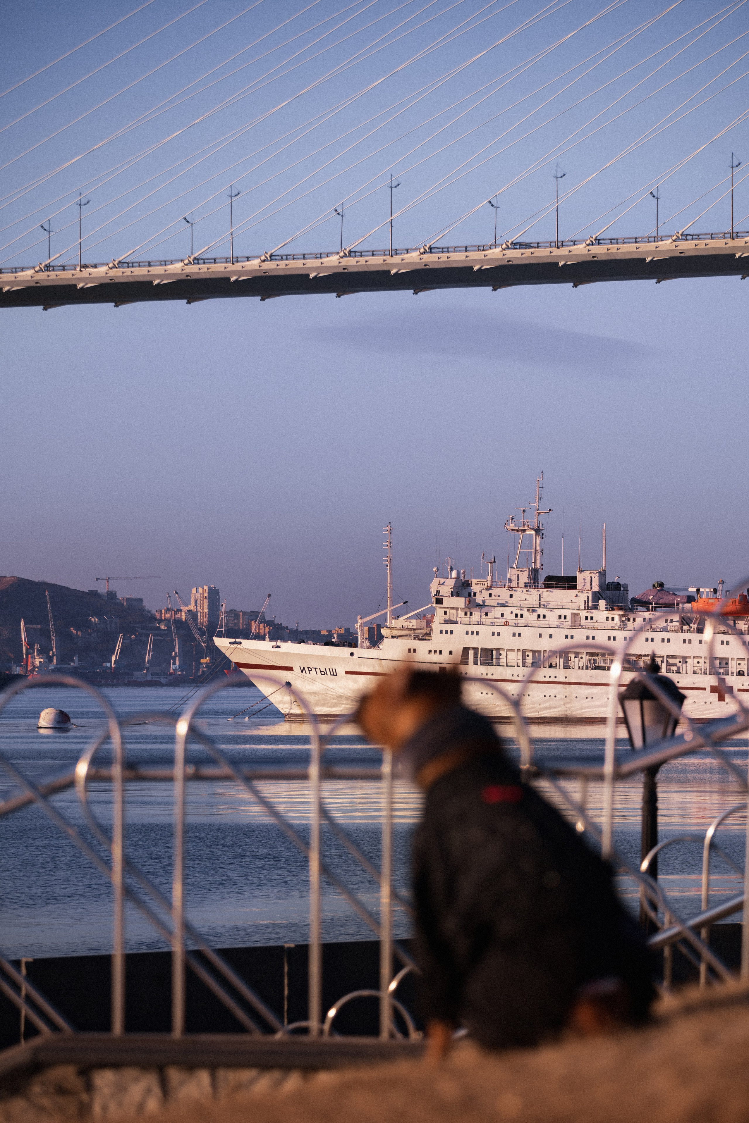 Арина и Стэфи. Фотограф — анималист Владивосток, Алина