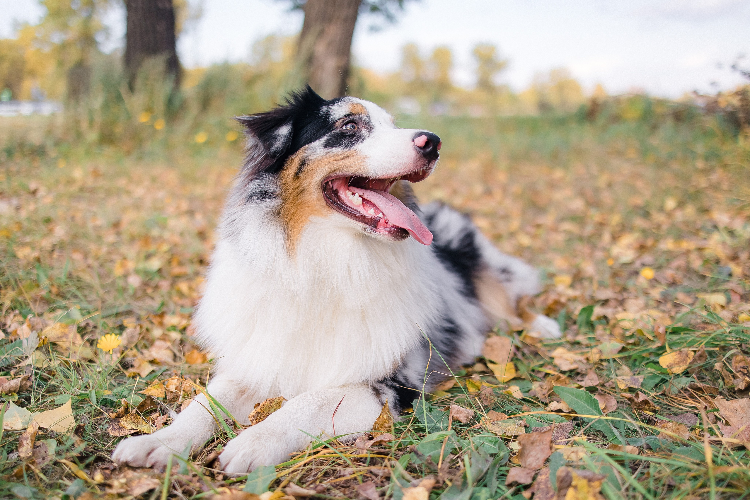 Аусси Дэймон. Свадебный и женский фотограф