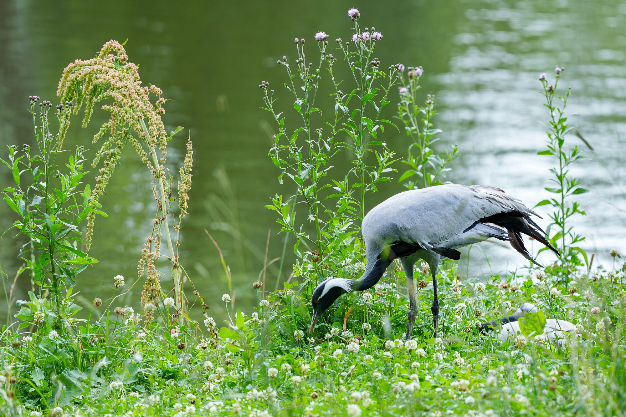 Удивительные мир птиц. Вокруг нас столько прекрасного — присмотритесь!. Ваш личный фотограф Марина Волкова
