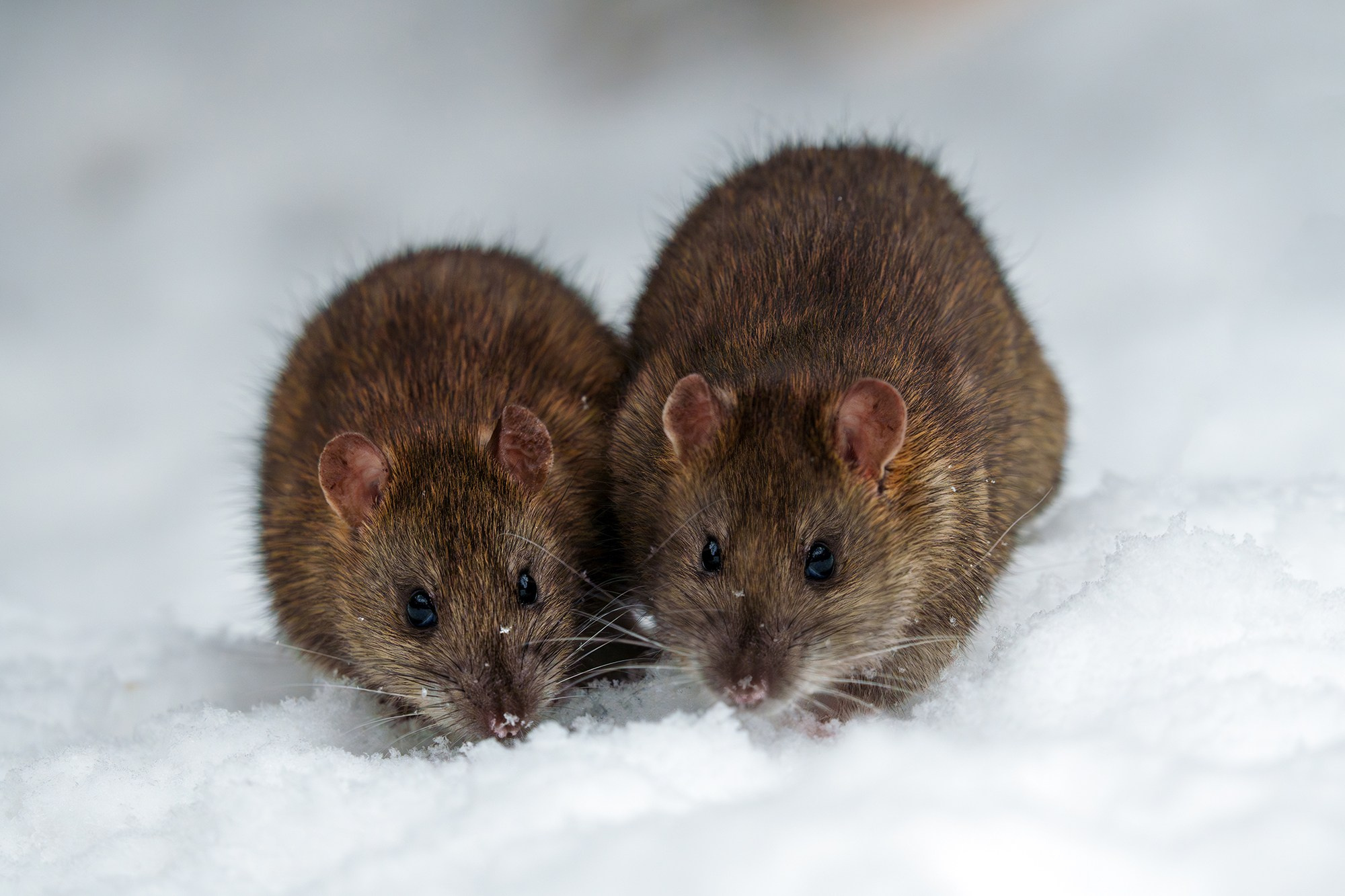 Животные. Ваш личный фотограф Марина Волкова