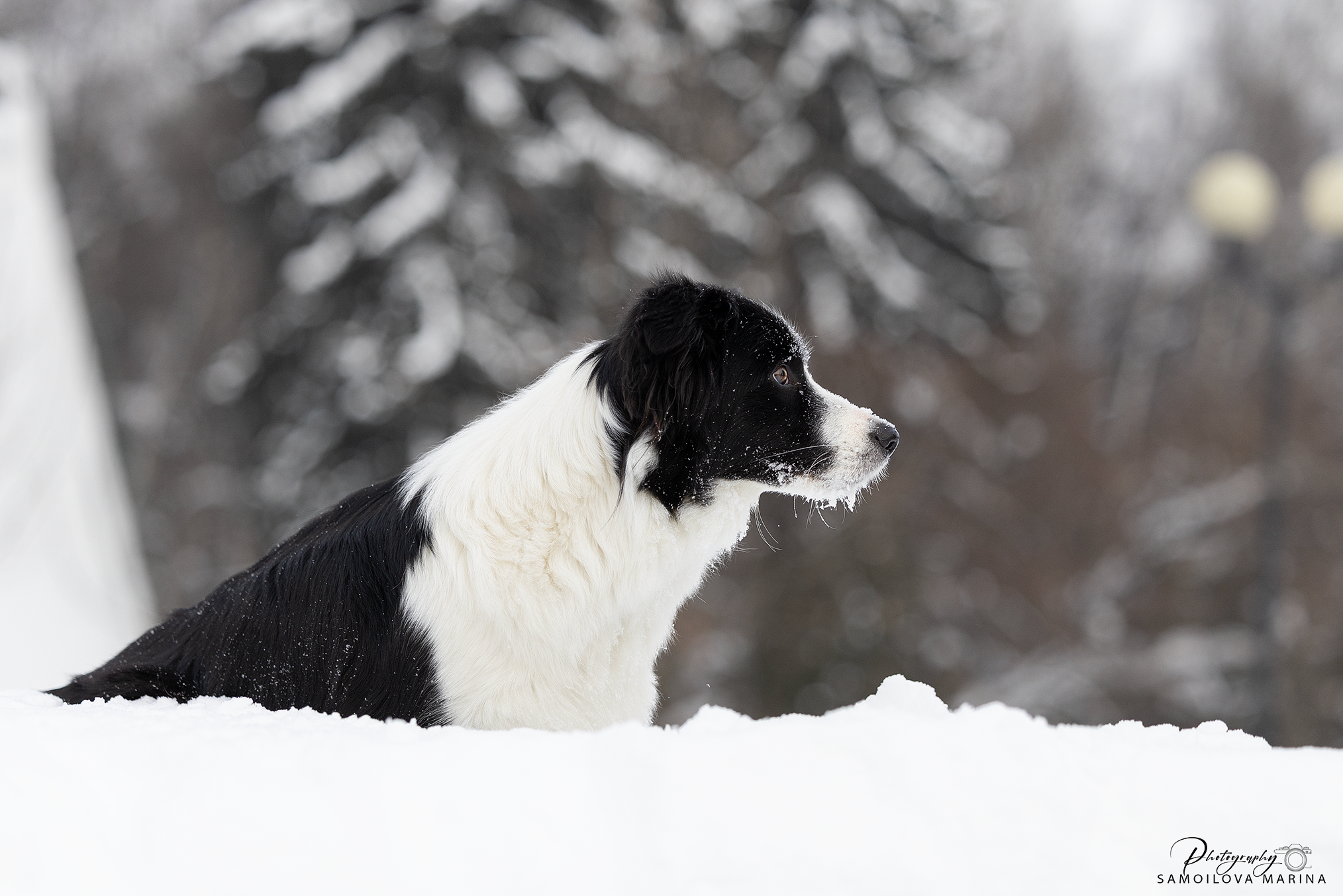 Собаки. Фотограф-анималист в Москве и МО Самойлова Марина