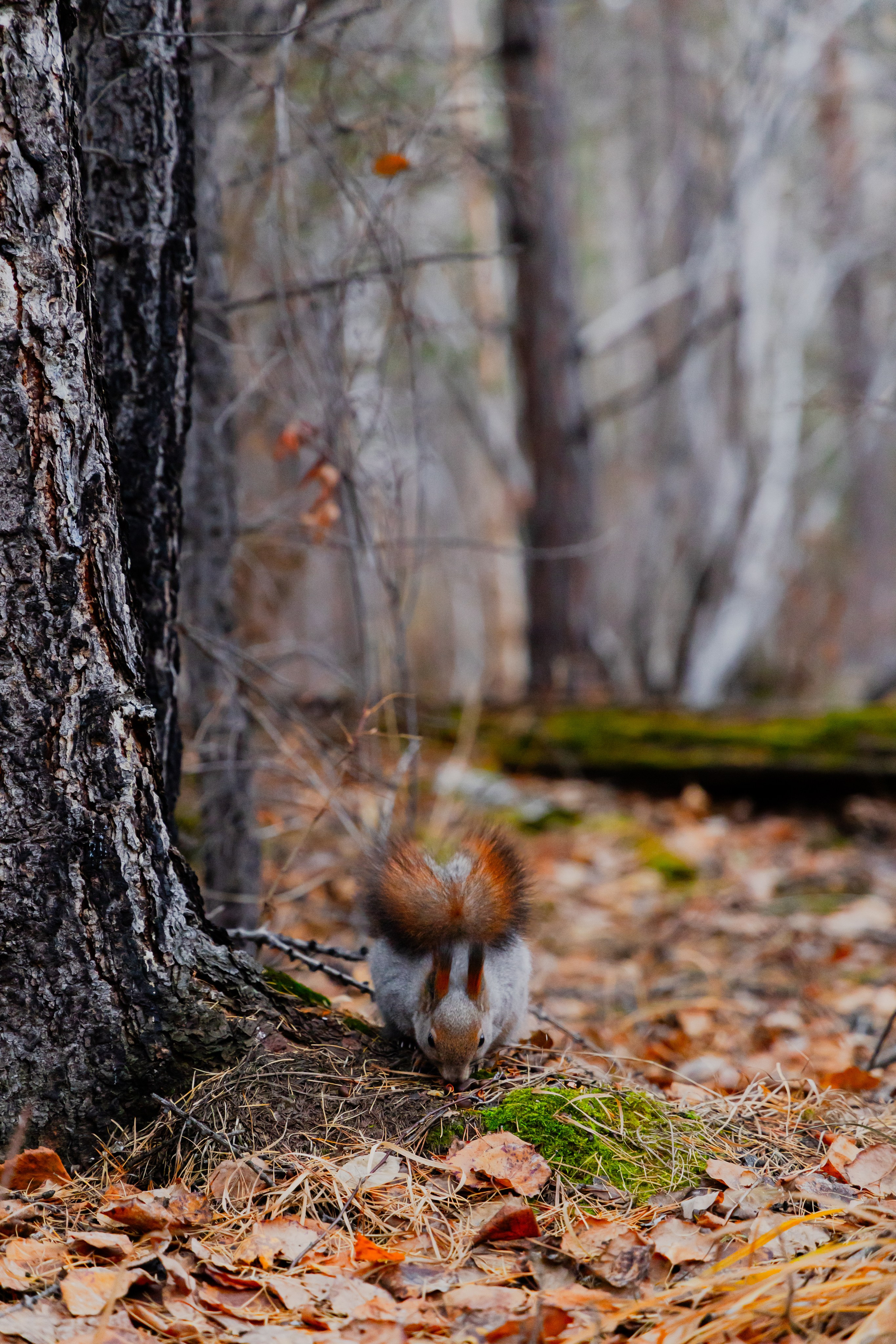 Осень в Сибири 24 год. Фотограф Братск Юлий Дежин