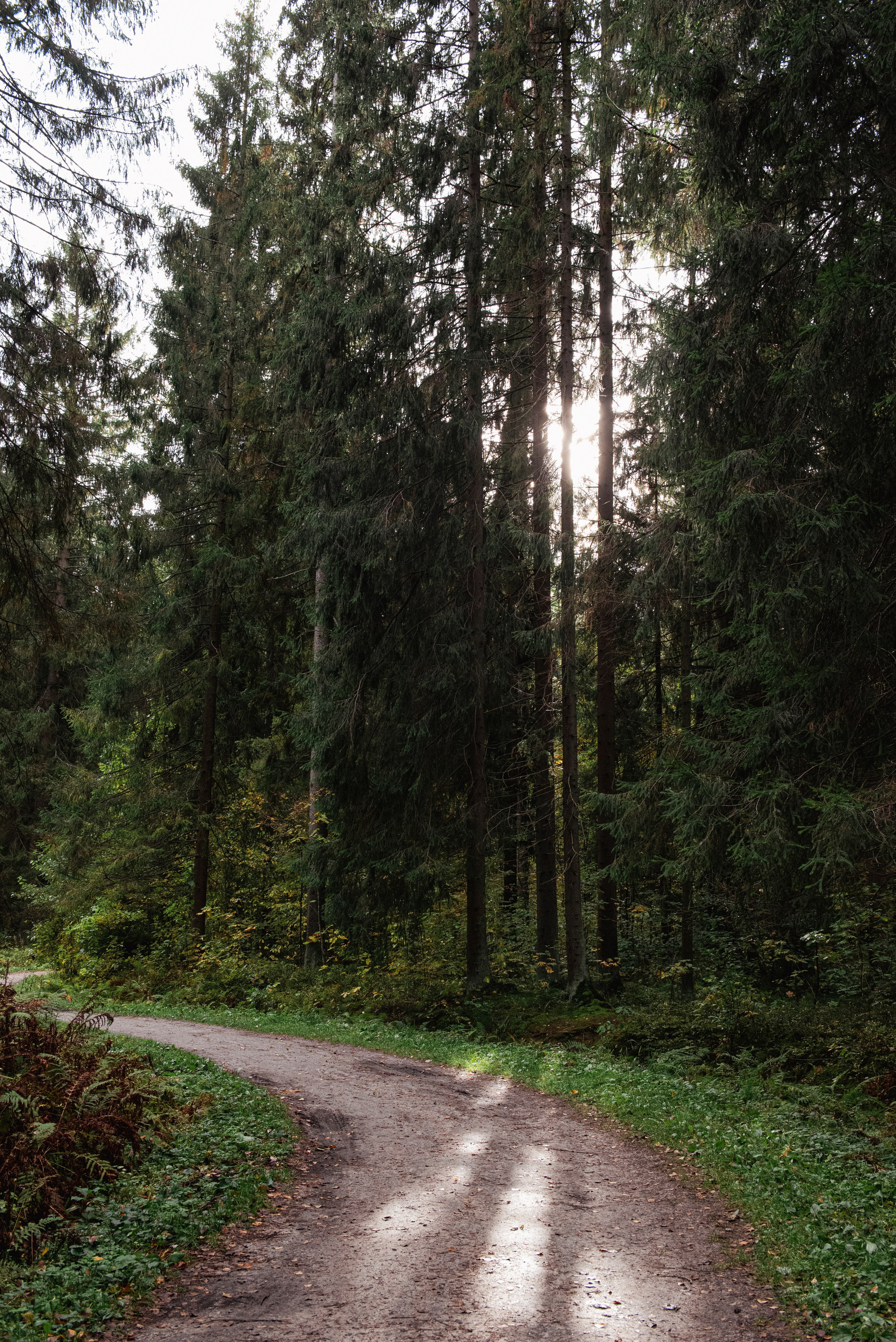 Павловский парк. Портретный и архитектурный фотограф в Москве и Санкт-Петербурге