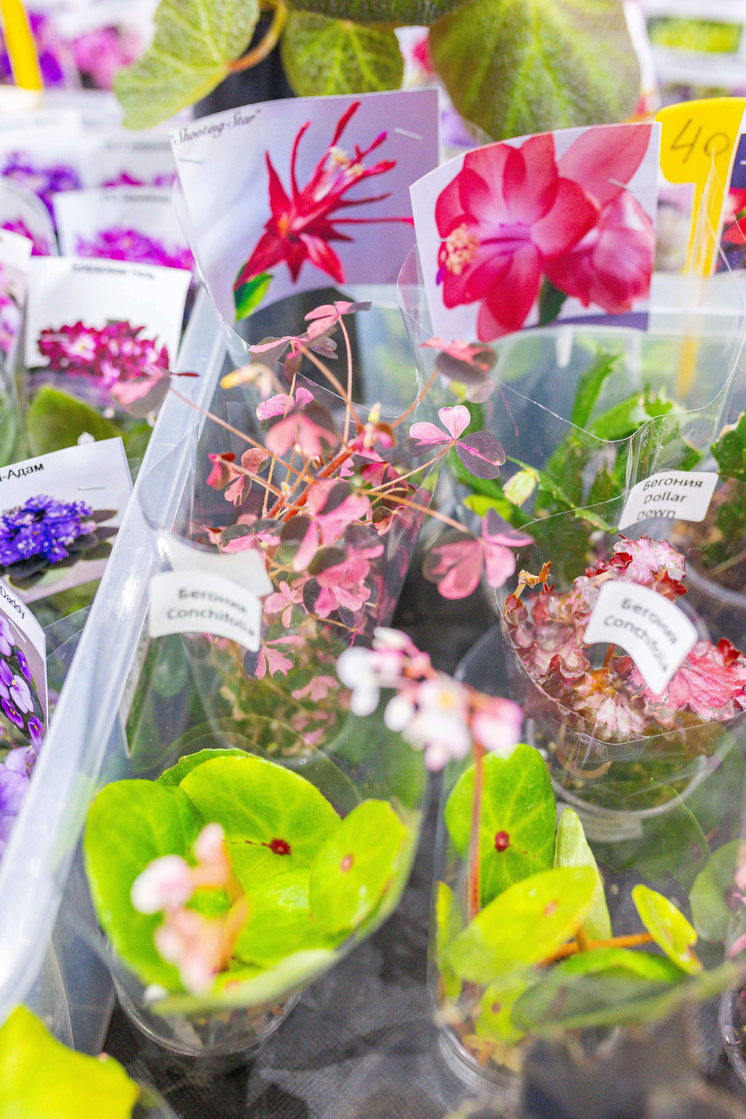 Орхидиум 12.2025. Александра Куликова фотограф, Москва