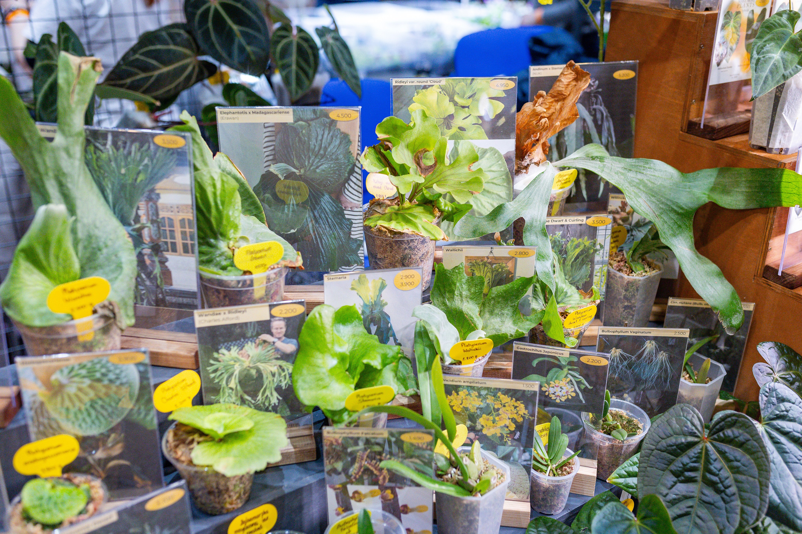 Орхидиум 12.2025. Александра Куликова фотограф, Москва