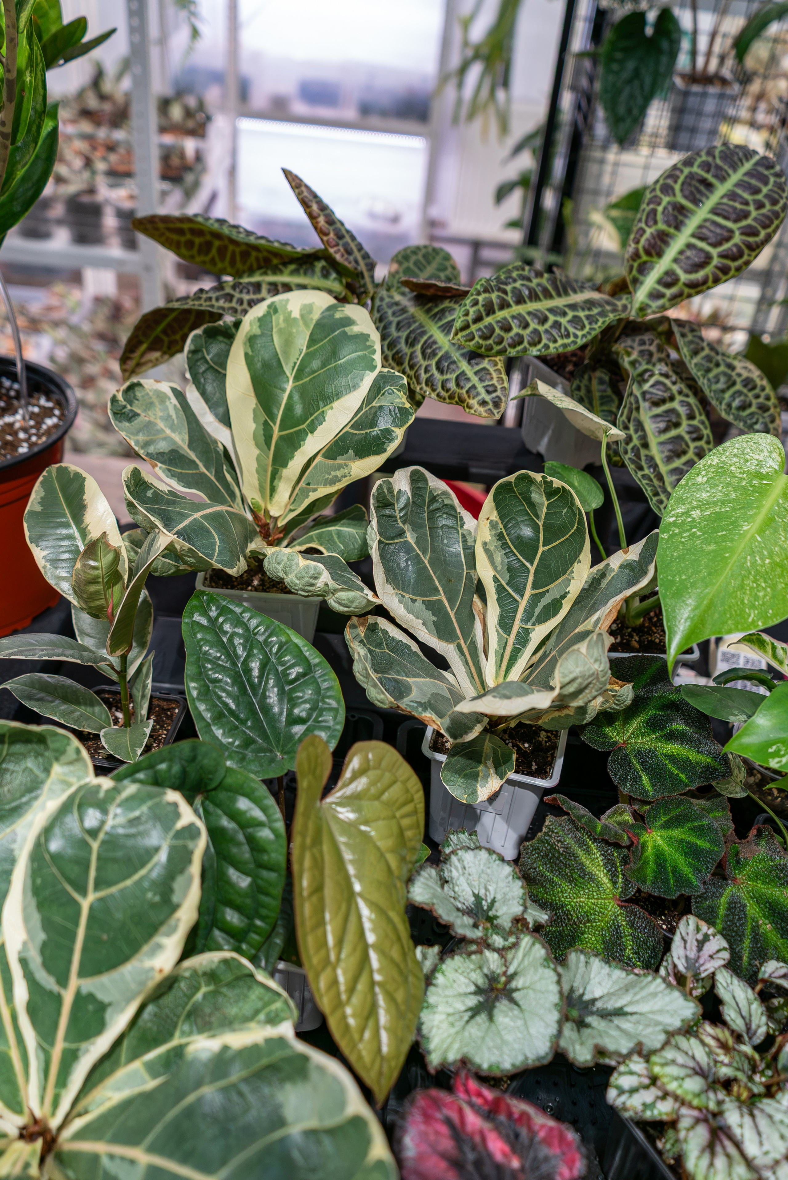 Greenrare июль. Александра Куликова фотограф, Москва