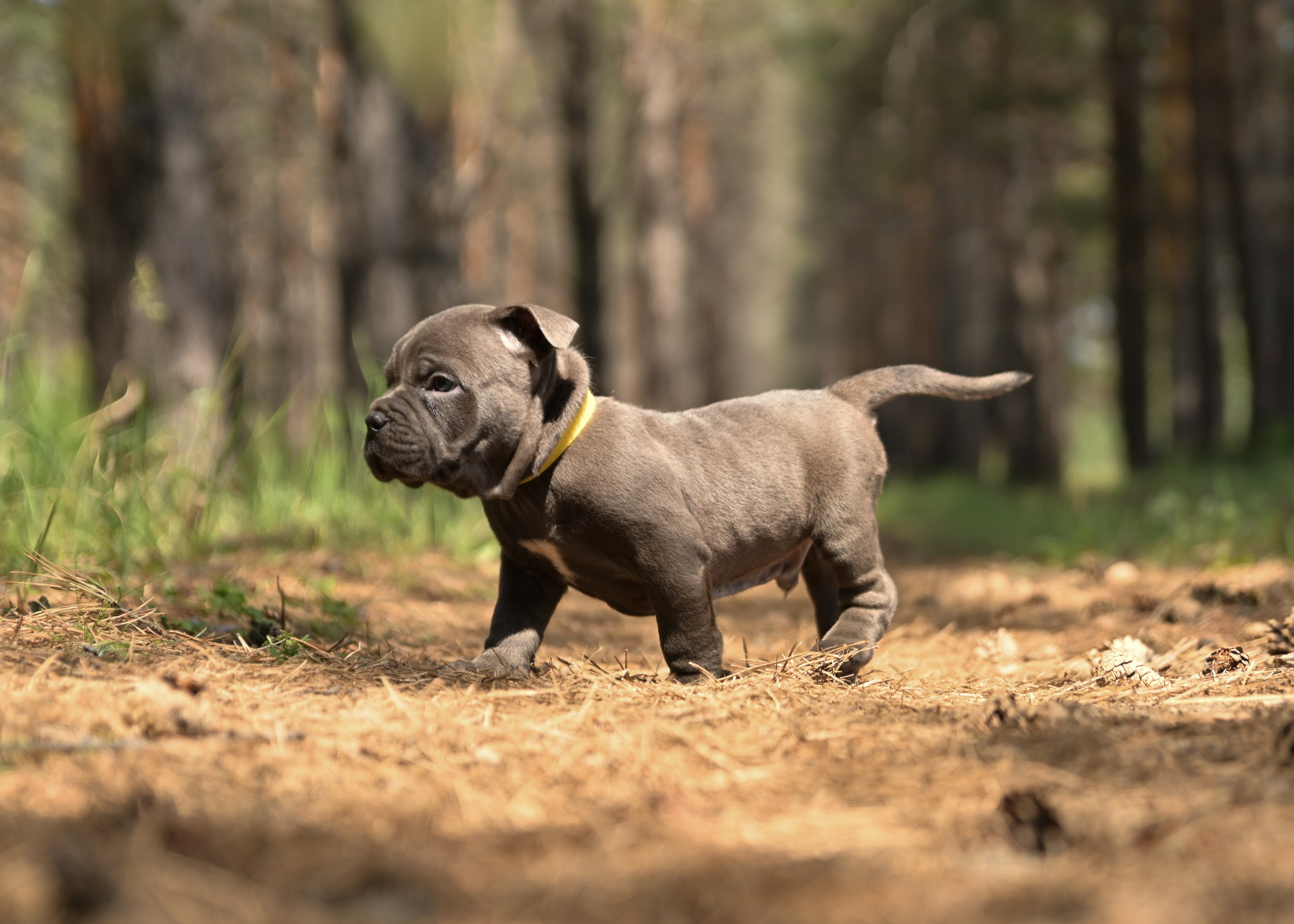 Свободные щенки Американский Булли в Иркутске. Питомник собак Иркутск