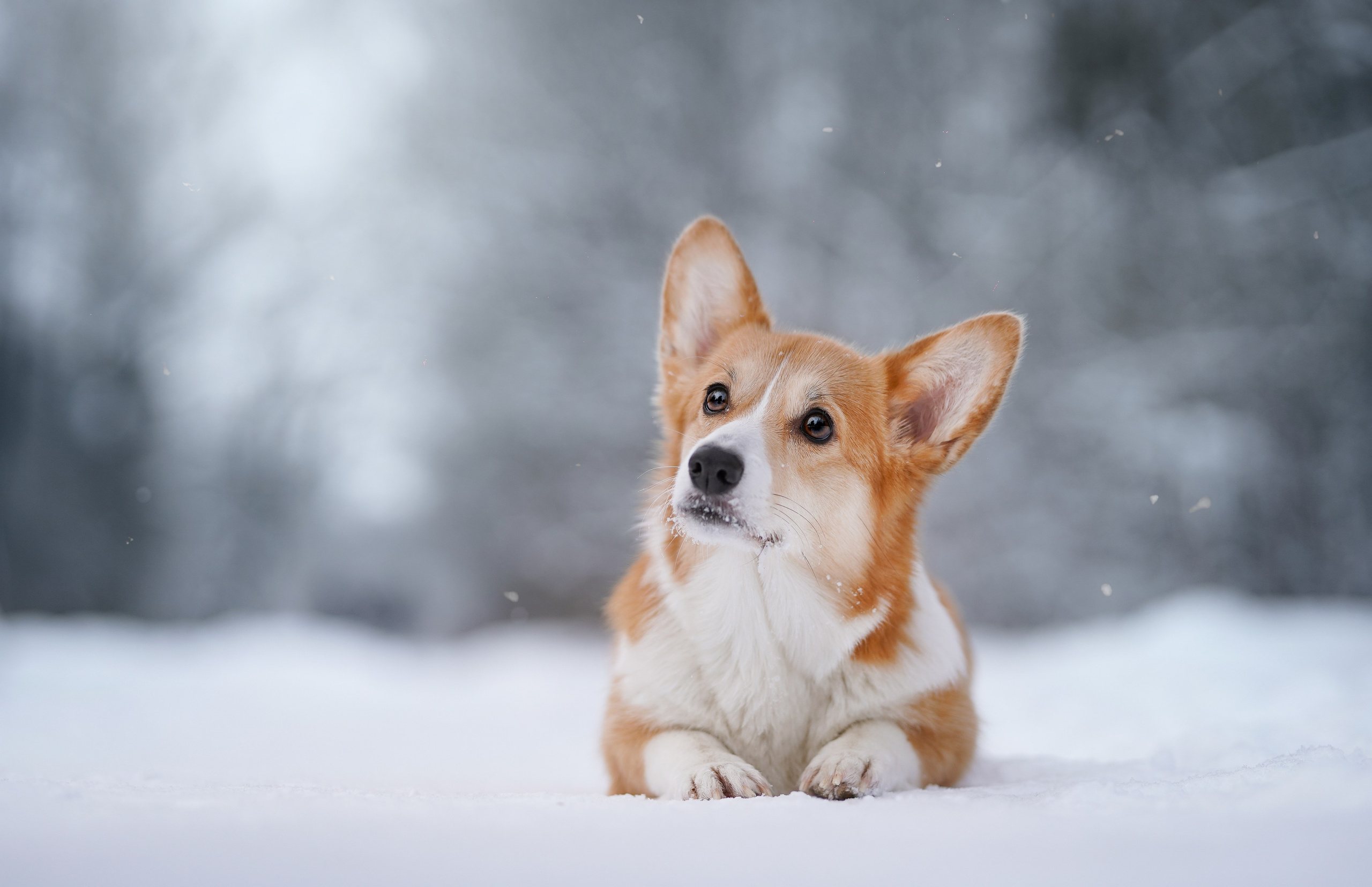 Кристина и Лаки. Фотограф-анималист в Санкт-Петербурге Яна Мартынова