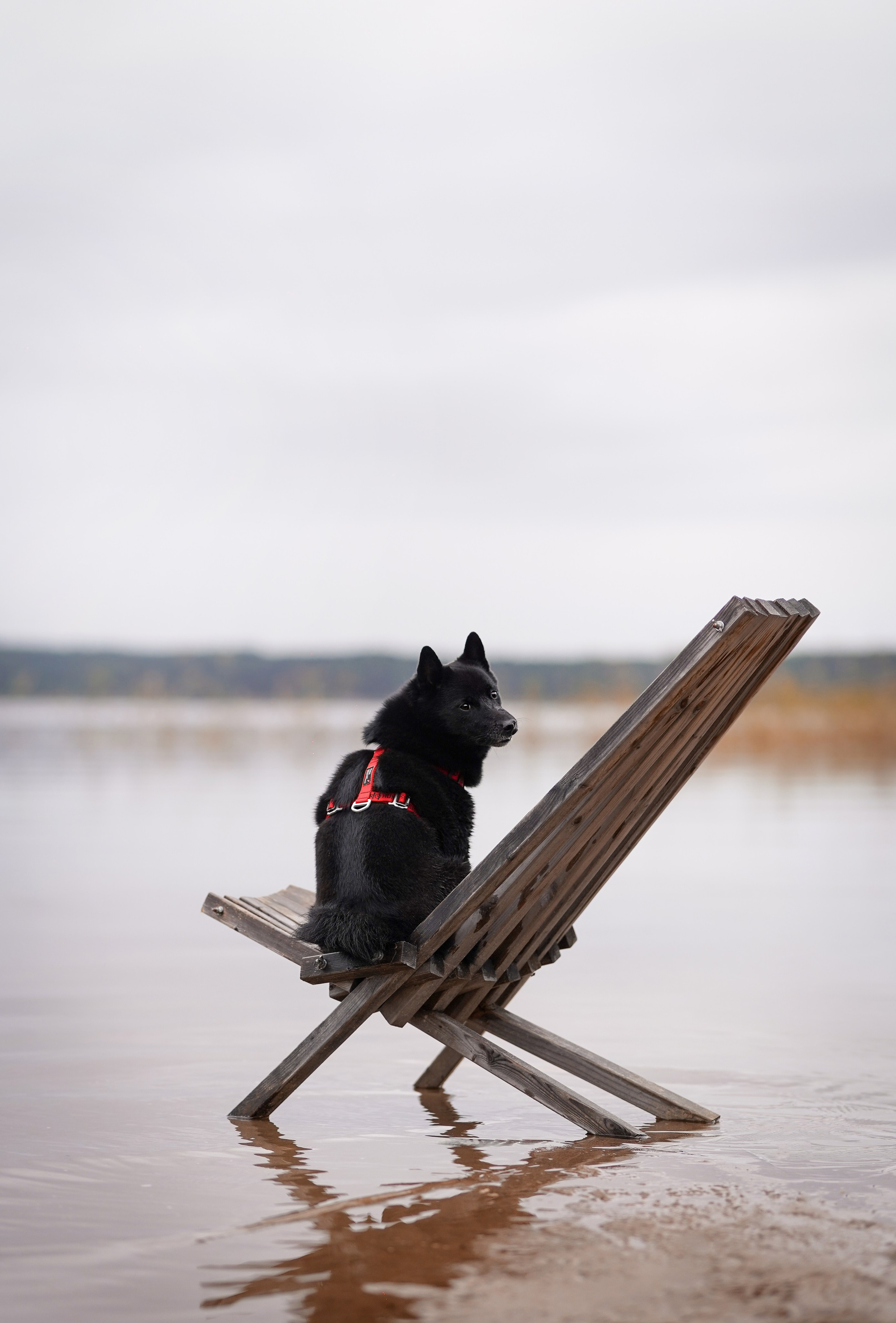 Аня Мишель Арчи и Майкл. Фотограф-анималист в Санкт-Петербурге Яна Мартынова