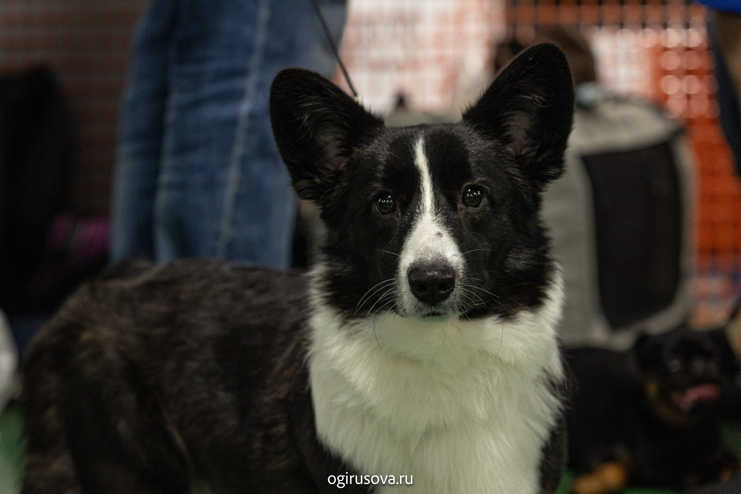 РОО КЛЖ «Олимп"+"Империя"+"Виктория».Выставка собак. Фотограф Ольга Гирусова «Пантерочка» Москва