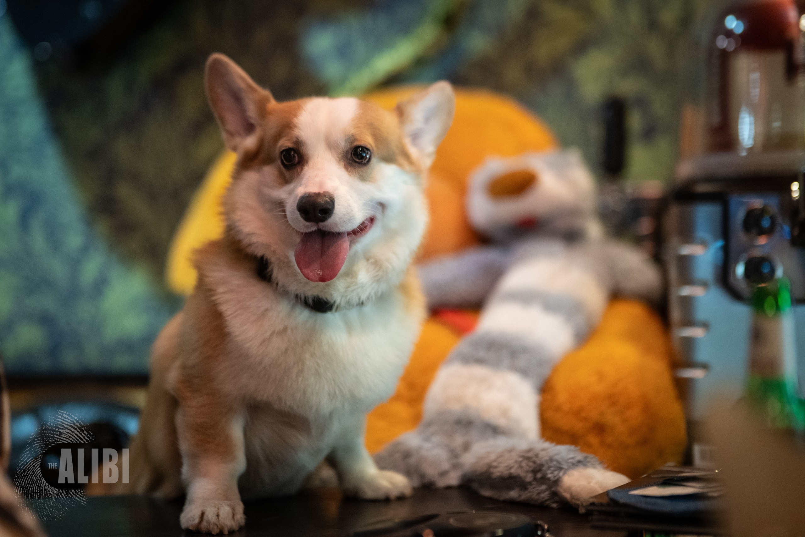 Алиби. Формула убийства. Фотограф в Краснодаре Алена Горбунова