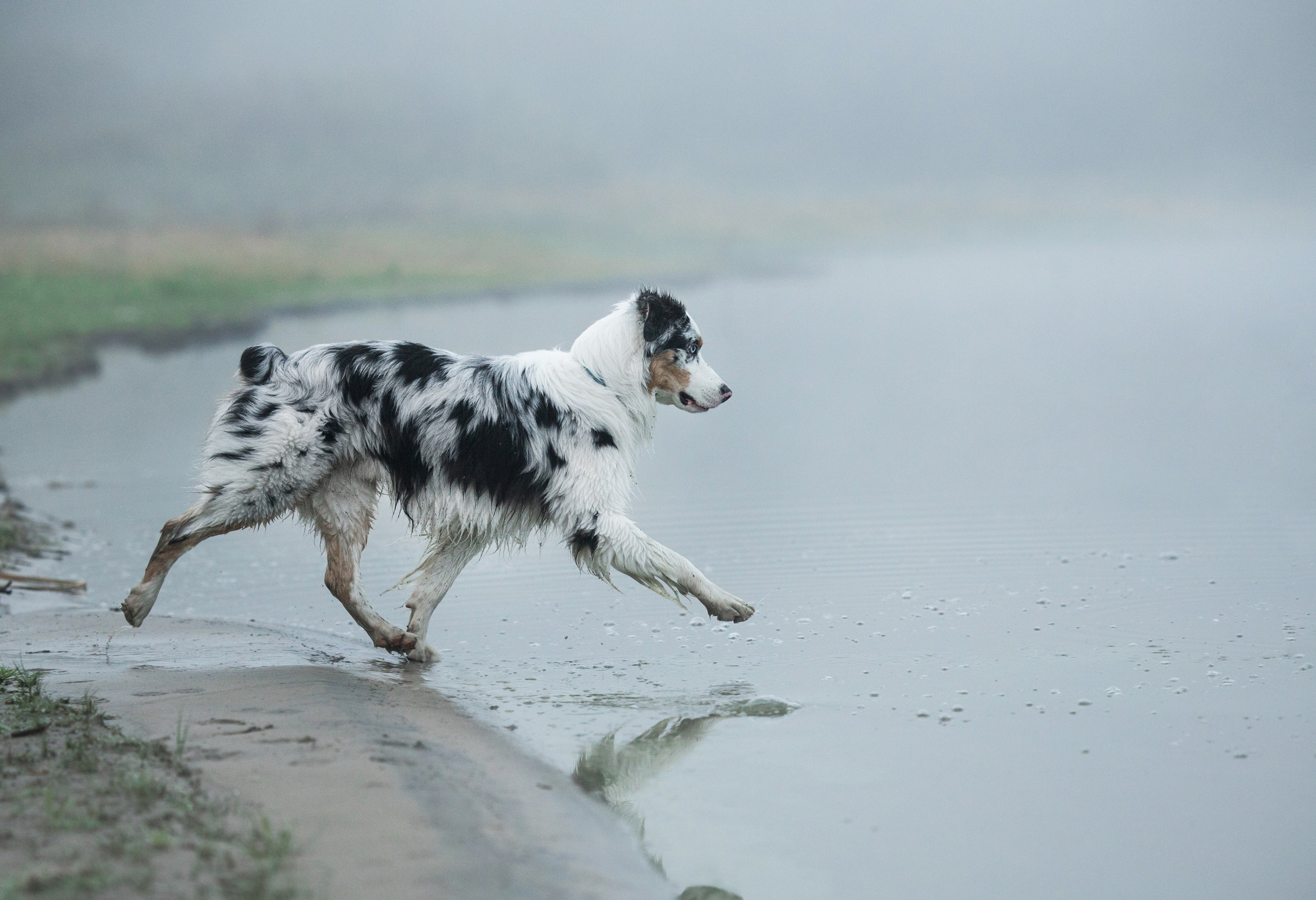 Портфолио. Фотограф-анималист в Екатеринбурге Марина Шишкина