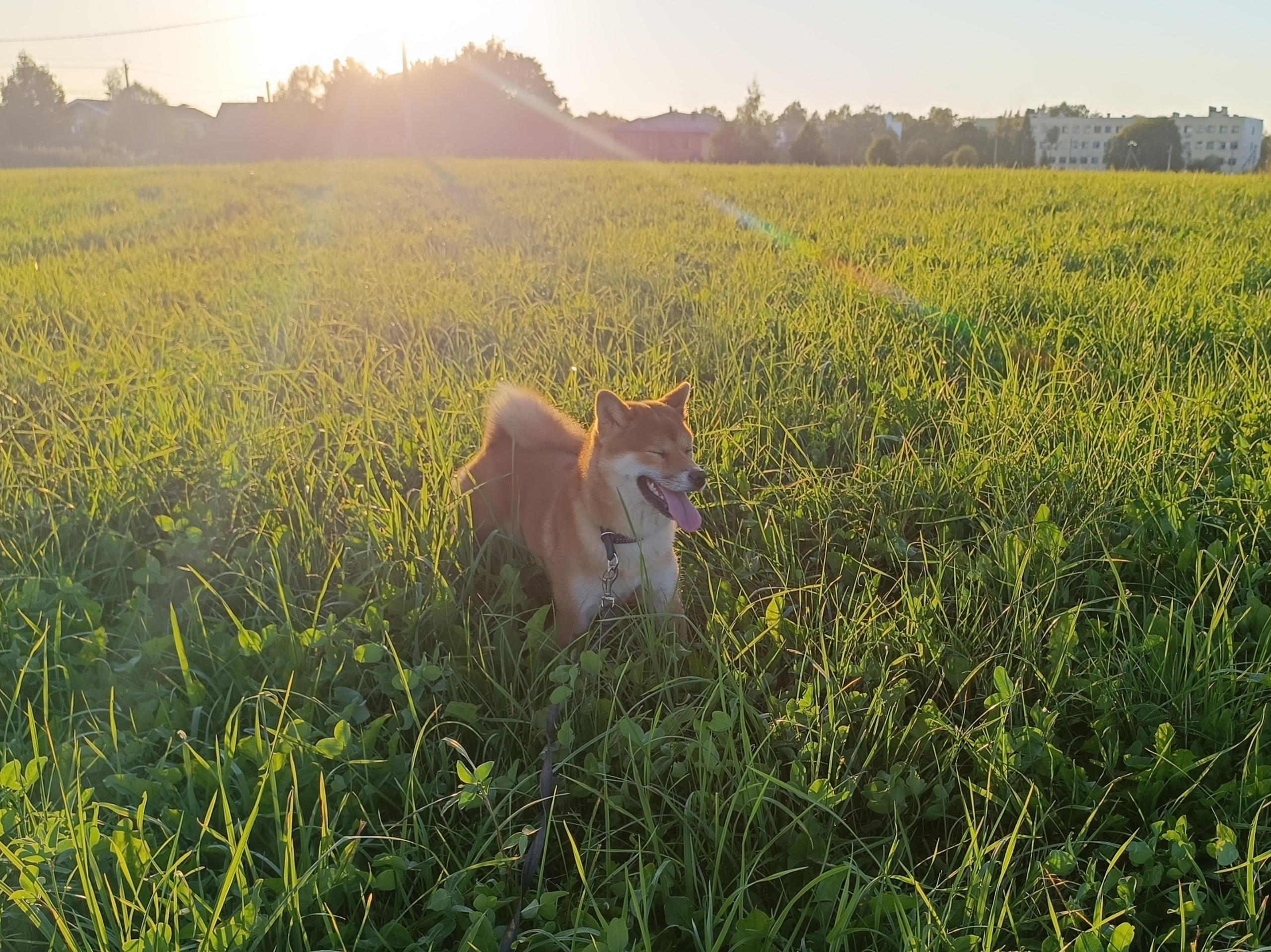 Сиба Rubylight Ellis питомник Рубилайт