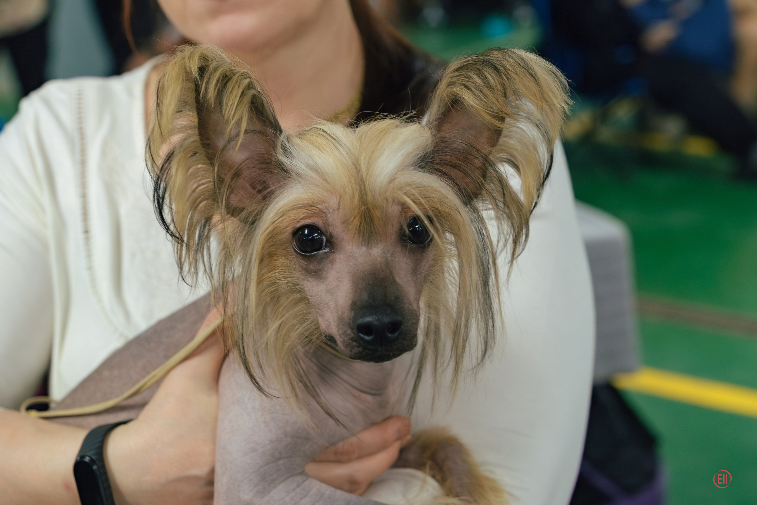 We have completed the 2023 exhibition season. Chinese Crested Dog Kennel Poale Ell