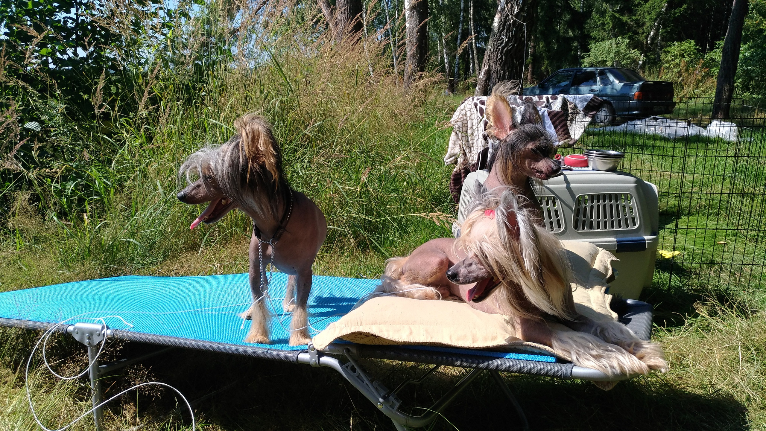 Hike to Konakovo. Poale Ell Chinese Crested Dog Kennel: Buy a puppy from the kennel