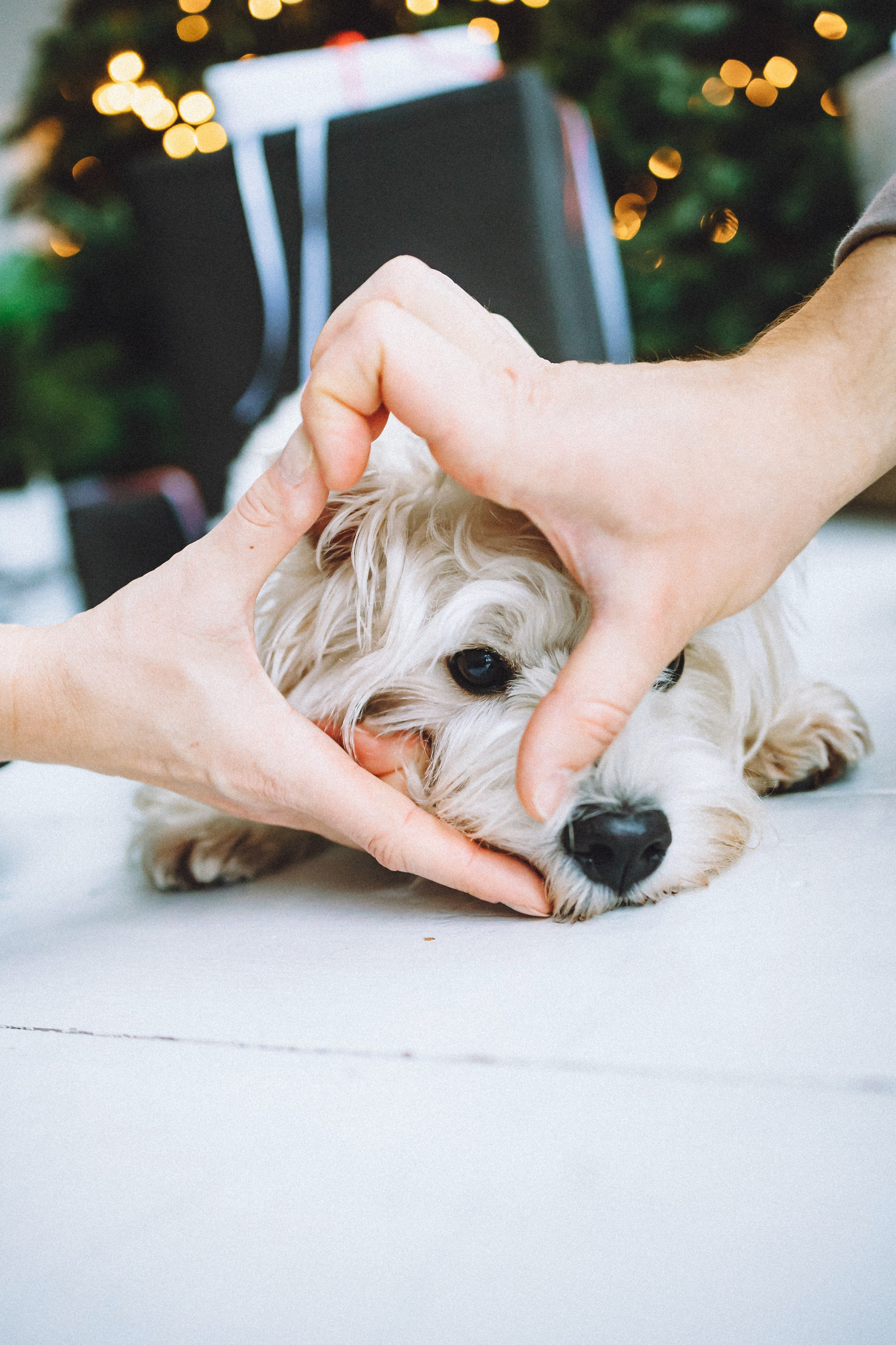 Вика, Глеб и Тори